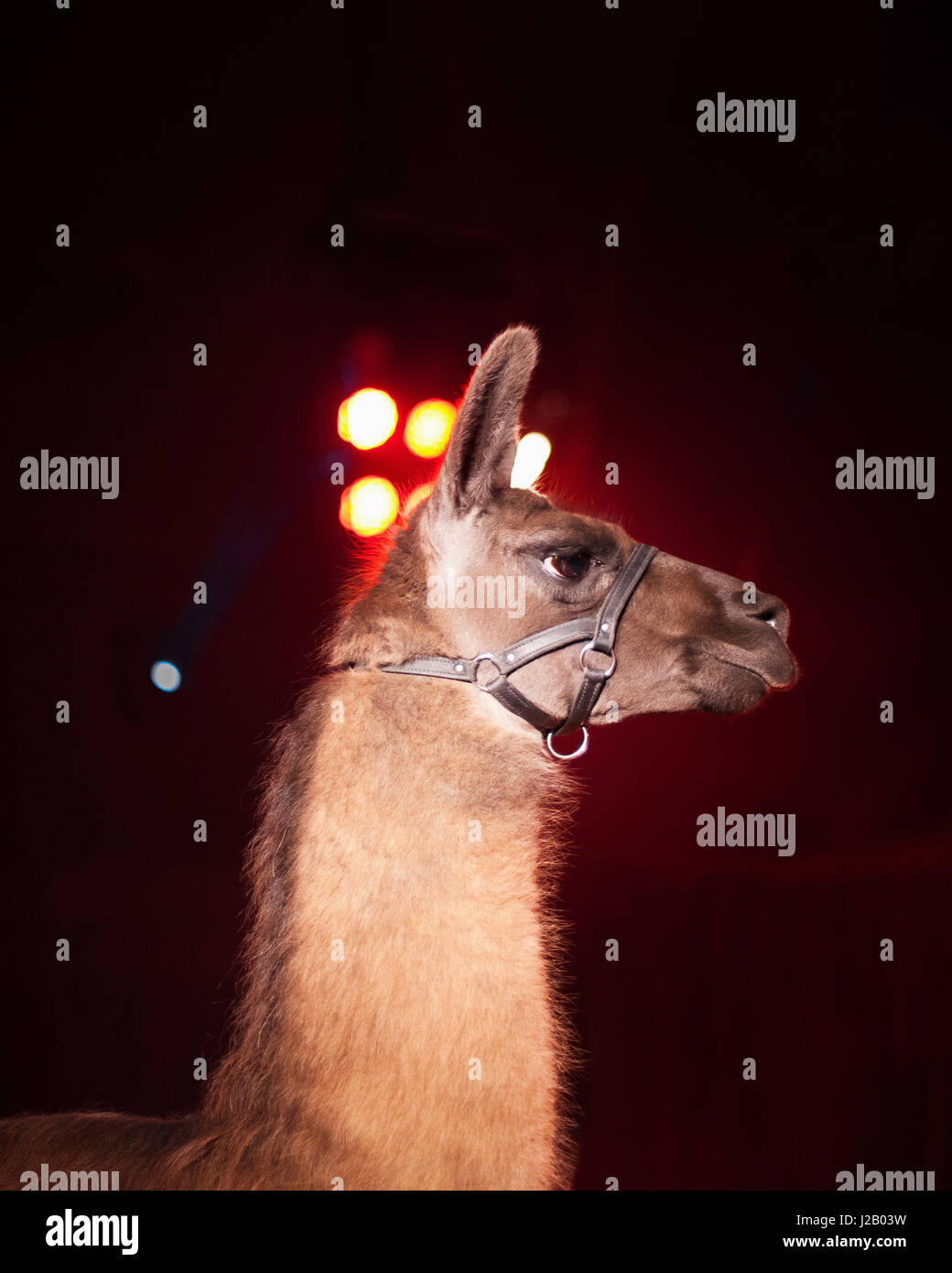 Side view of llama at night Stock Photo
