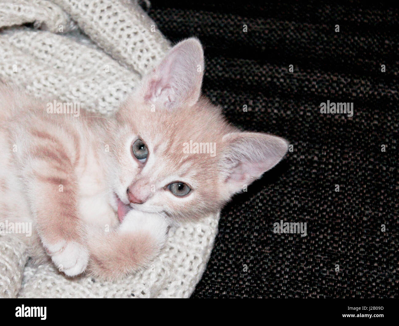 High angle portrait of cat licking paw on sofa Stock Photo Alamy
