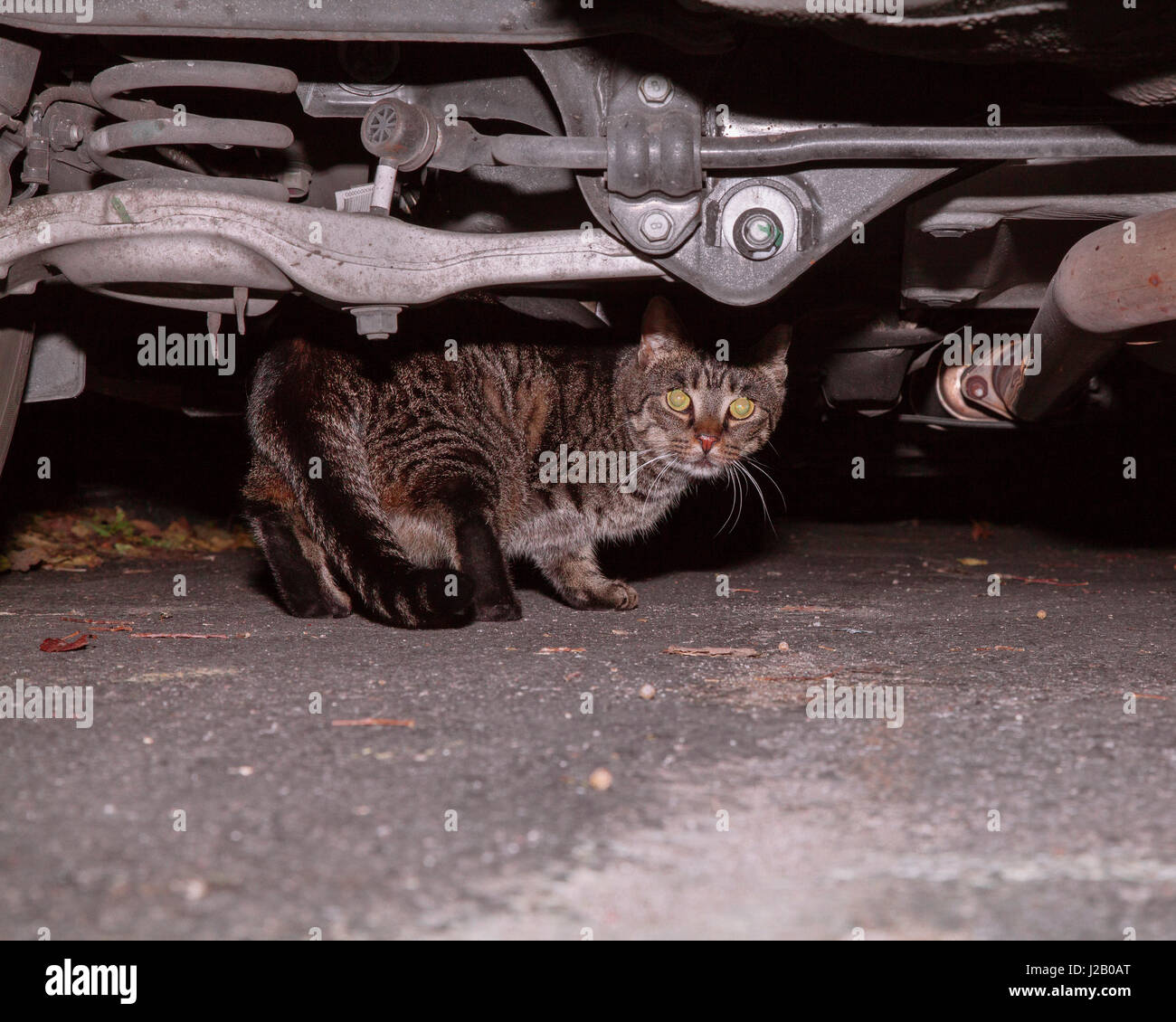 Image of cat under car Stock Photo