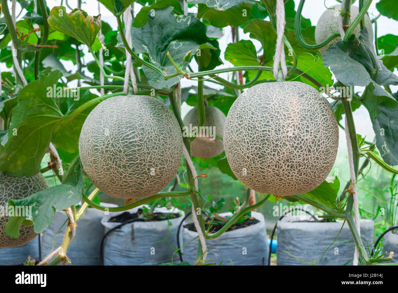 Closeup to Cantaloupe/ Musk Melon/ Cucumis Melo L. Var. Cantalpensis