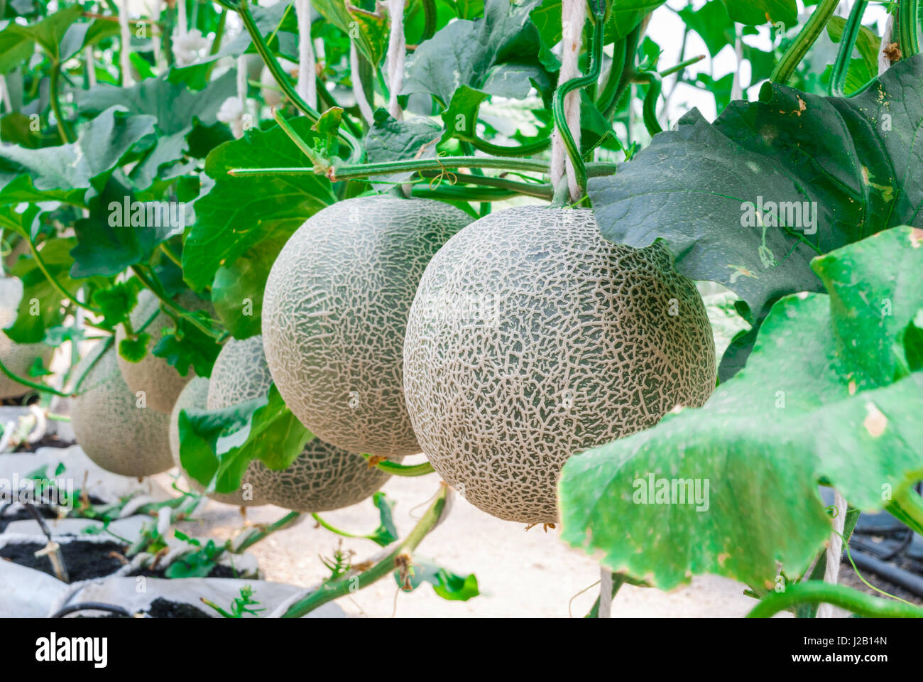 Closeup to Cantaloupe/ Musk Melon/ Cucumis Melo L. Var. Cantalpensis