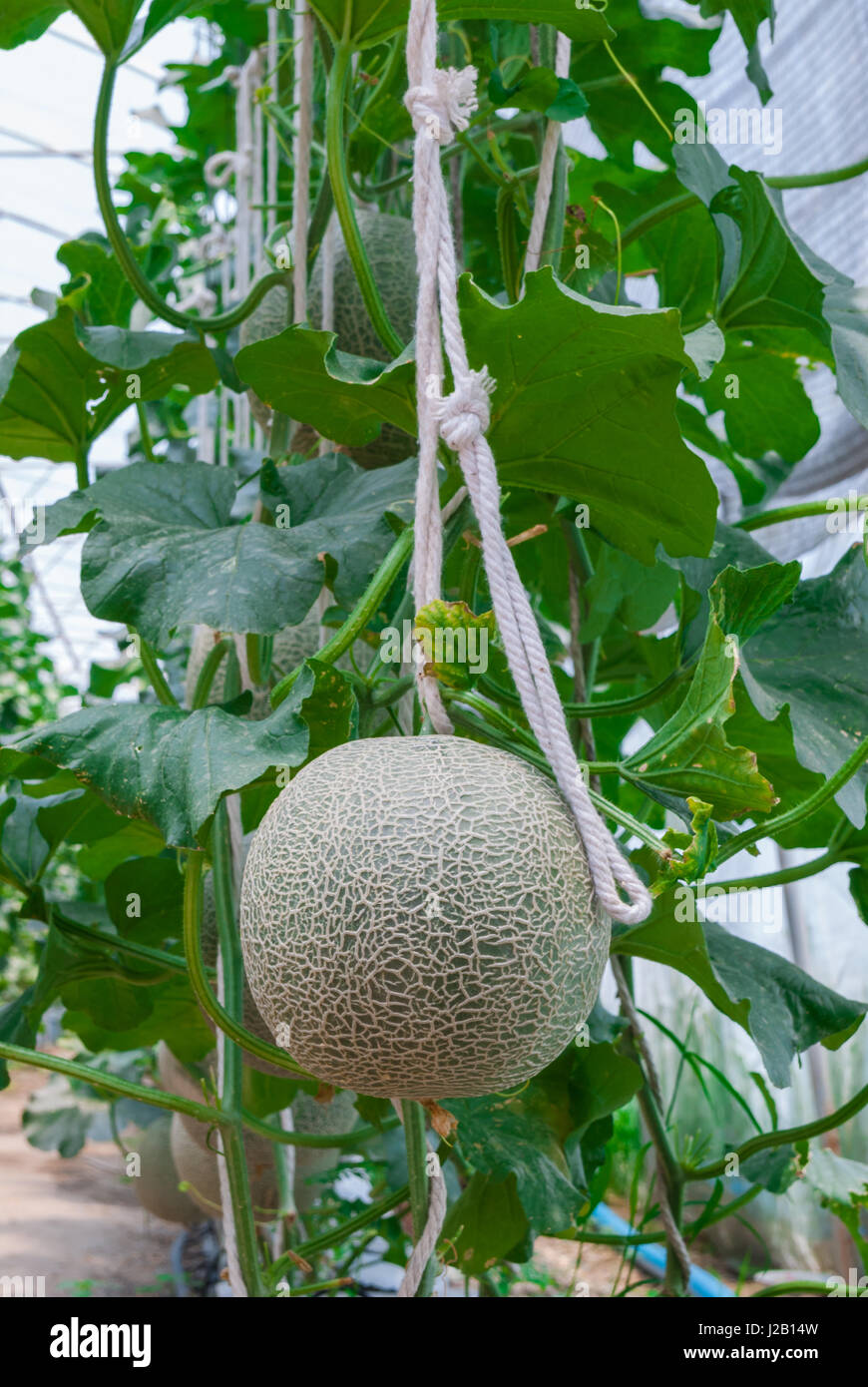 Closeup to Cantaloupe/ Musk Melon/ Cucumis Melo L. Var. Cantalpensis/ Cucurbitaceous Stock Photo