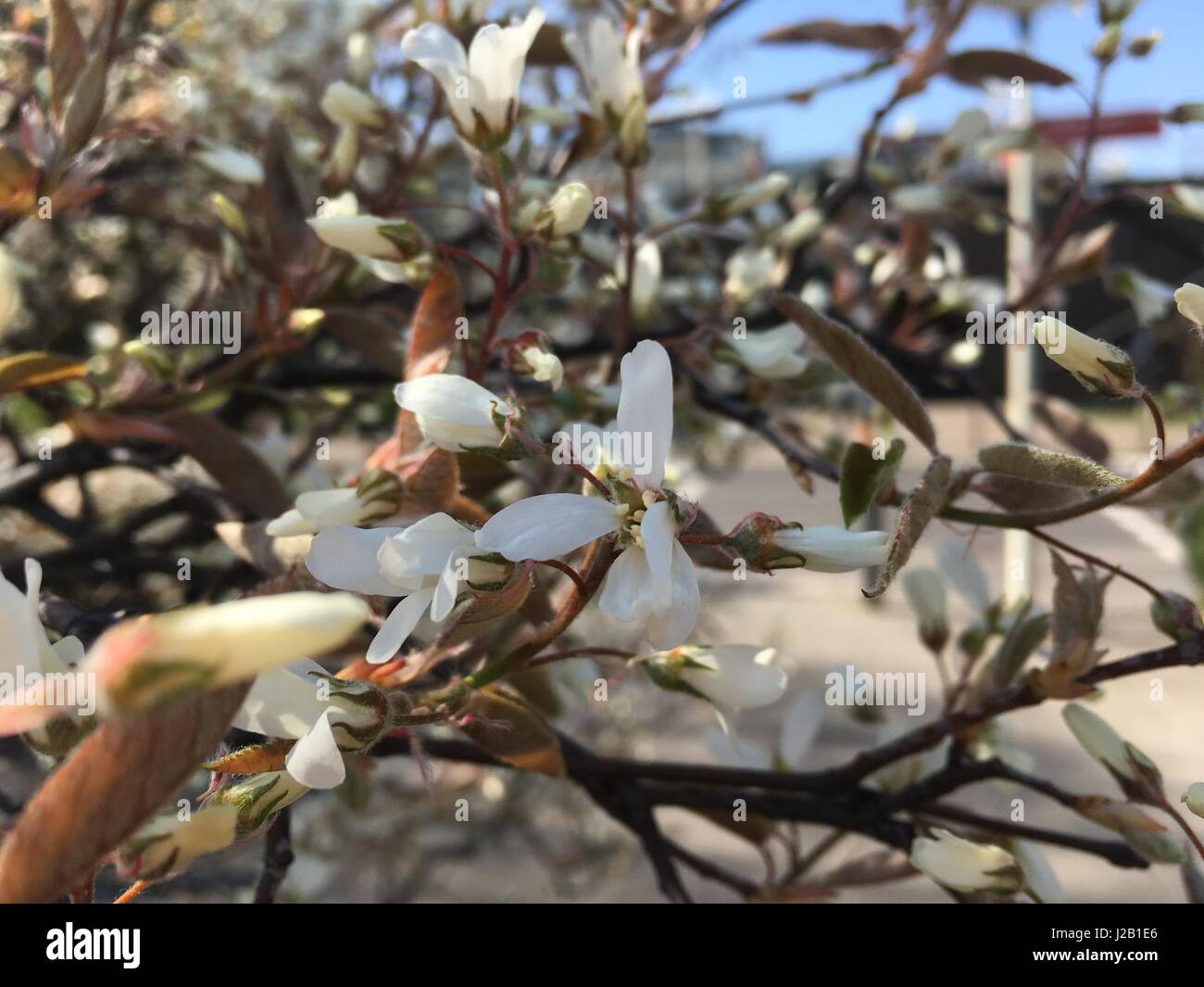 Tree in The spring Stock Photo
