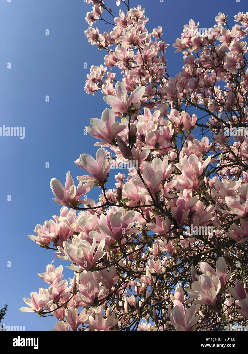Tree in The spring Stock Photo