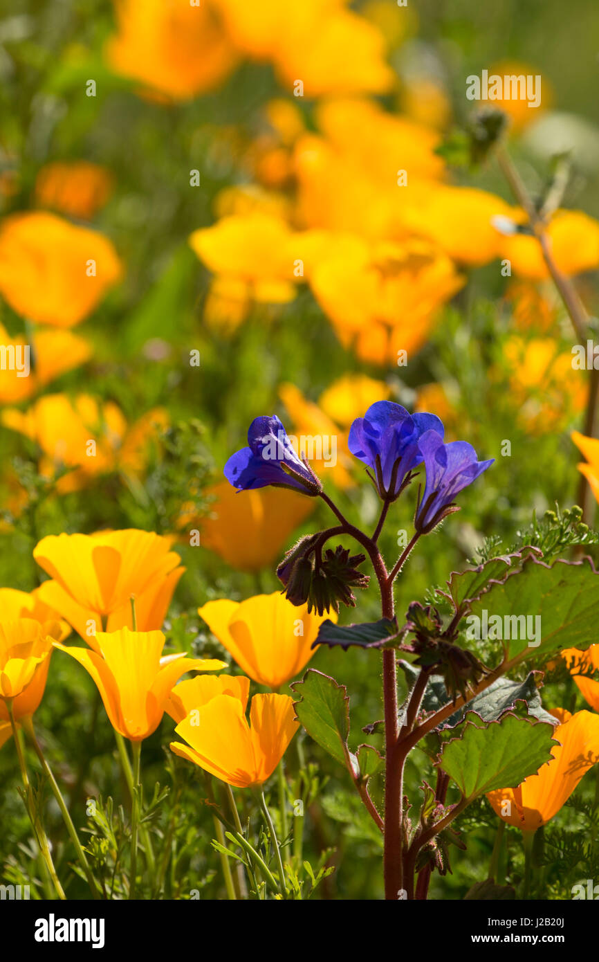 Mexican gold poppy, Sonoran Preserve, Phoenix, Arizona Stock Photo