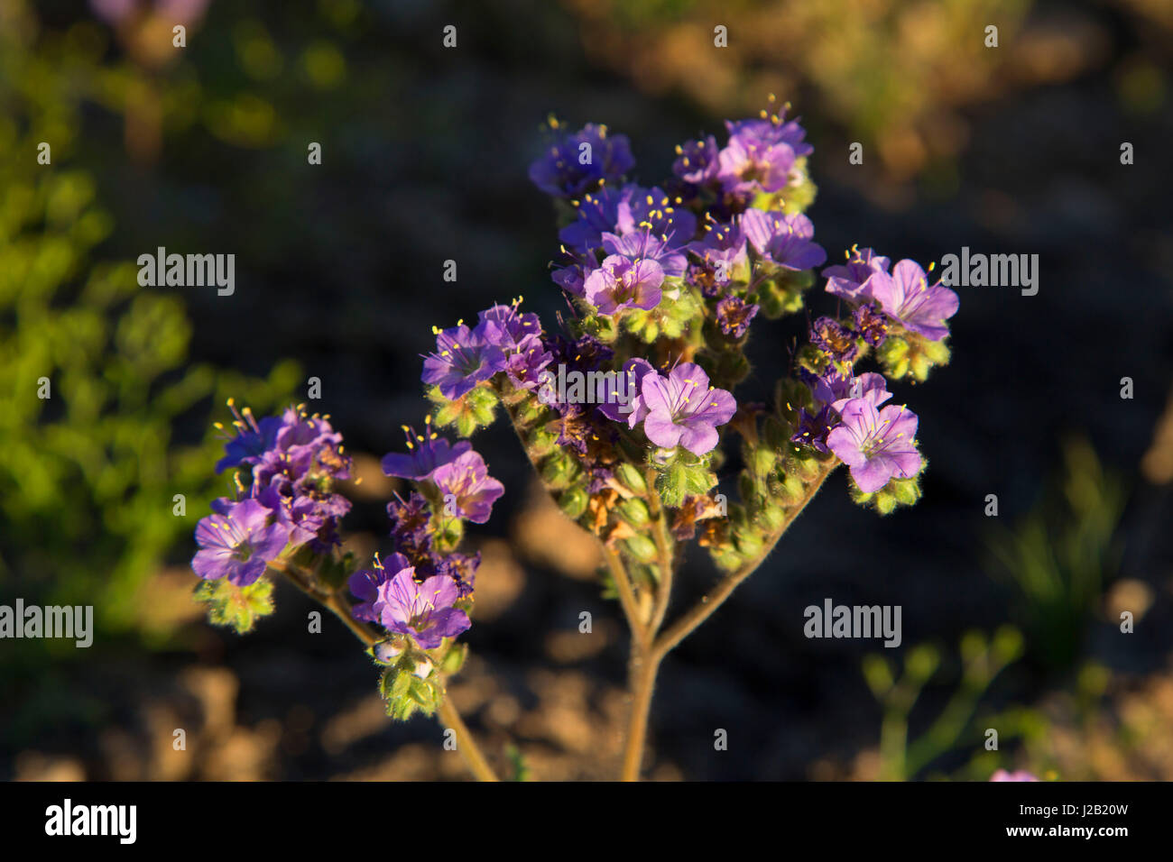 Phacelia, Buckeye Hills Regional Park, Maricopa County, Arizona Stock