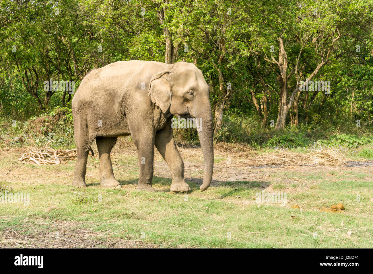 A female elephant (Elephas maximus indicus) is walking in Chitwan National Park Stock Photo
