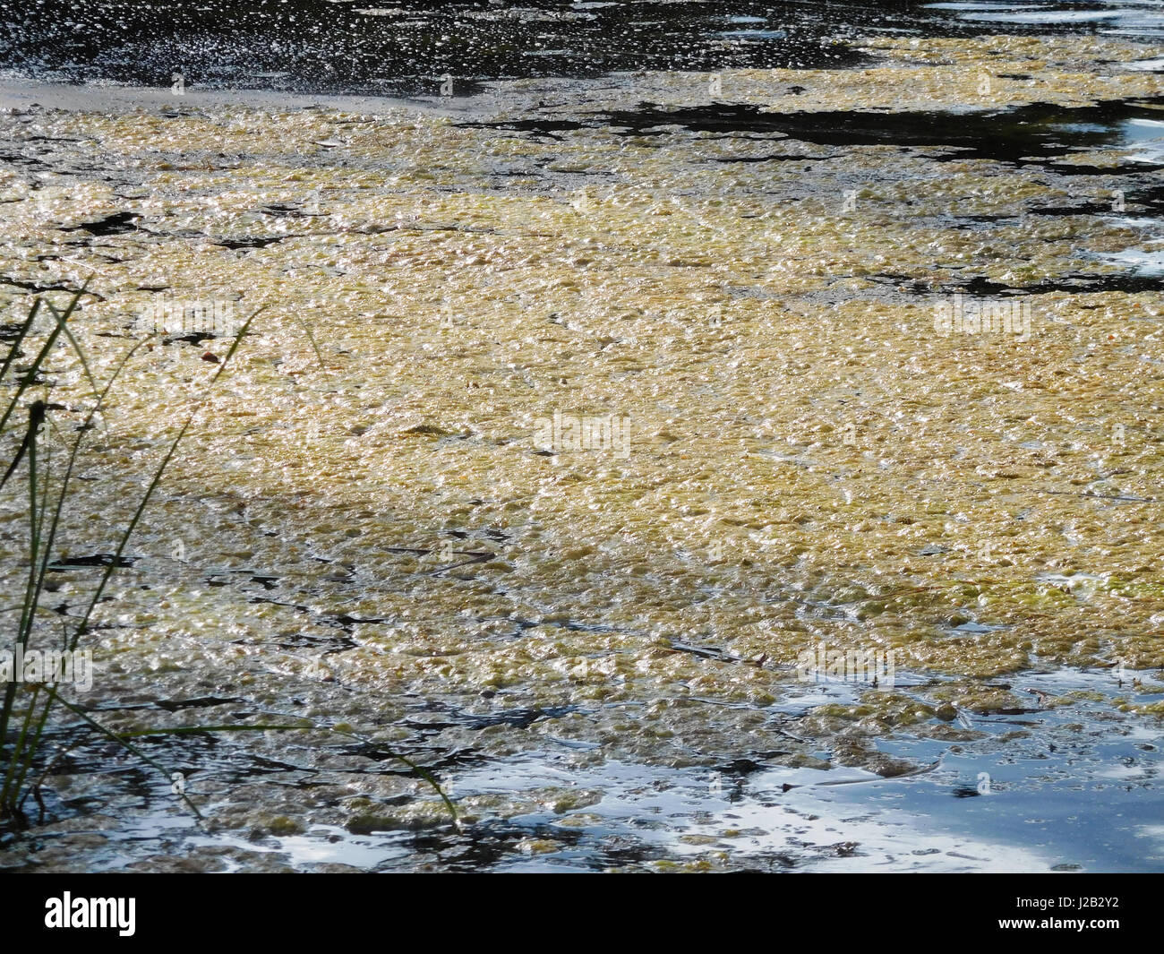 Algae bloom at the edge of a freshwater lake. Stock Photo