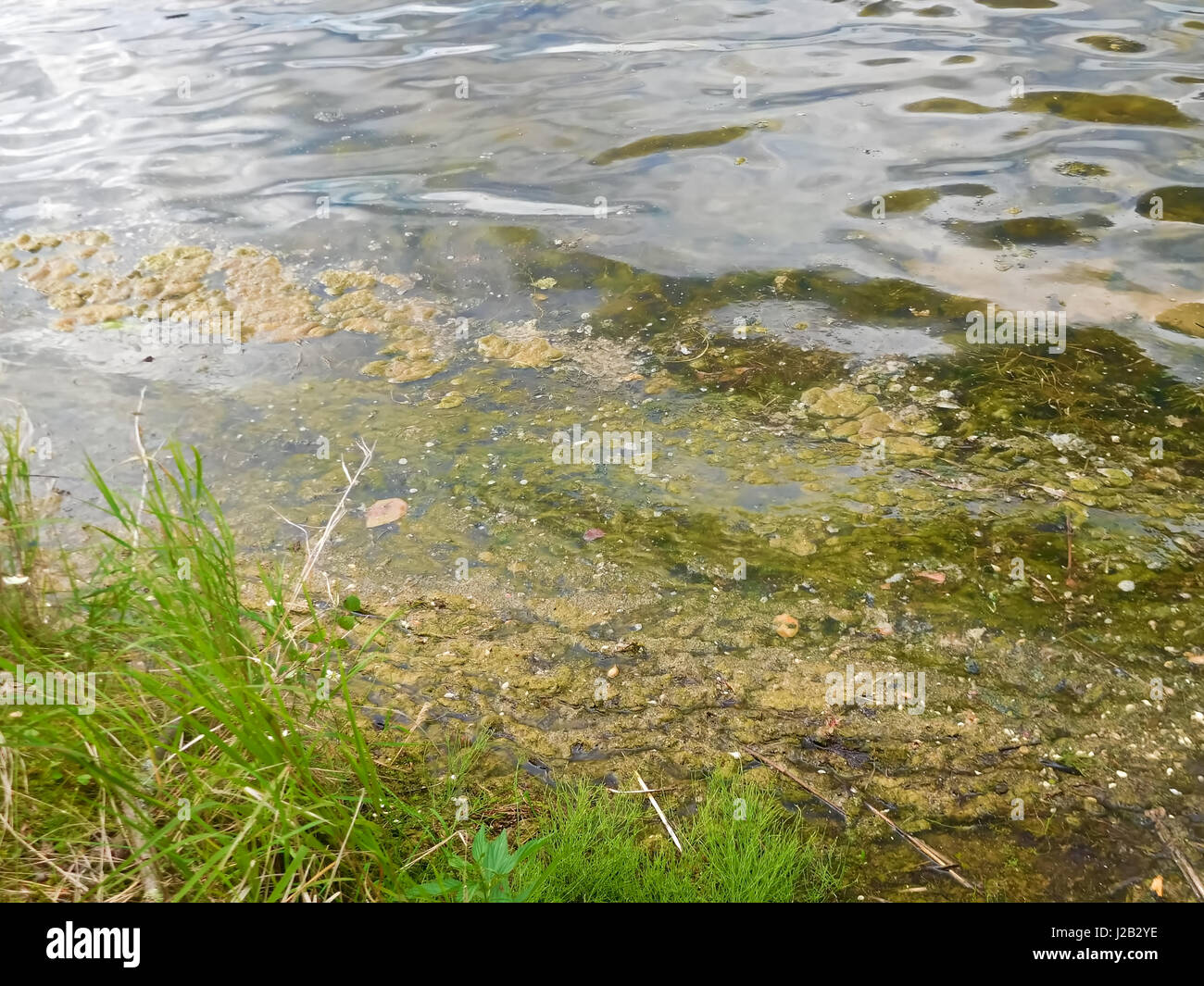 Algae bloom being blown into shore. Stock Photo