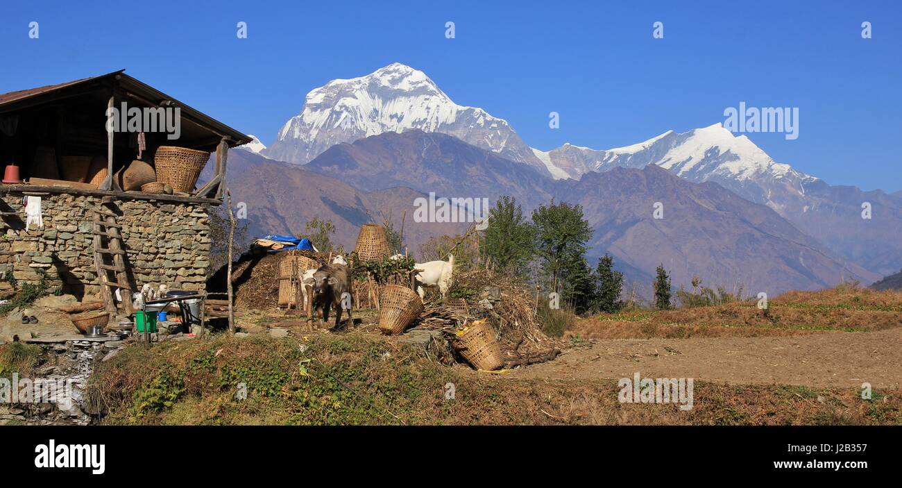 Rural scene on the way from Tatopani to Gorepani, Nepal. Dhaulagiri range. Stock Photo