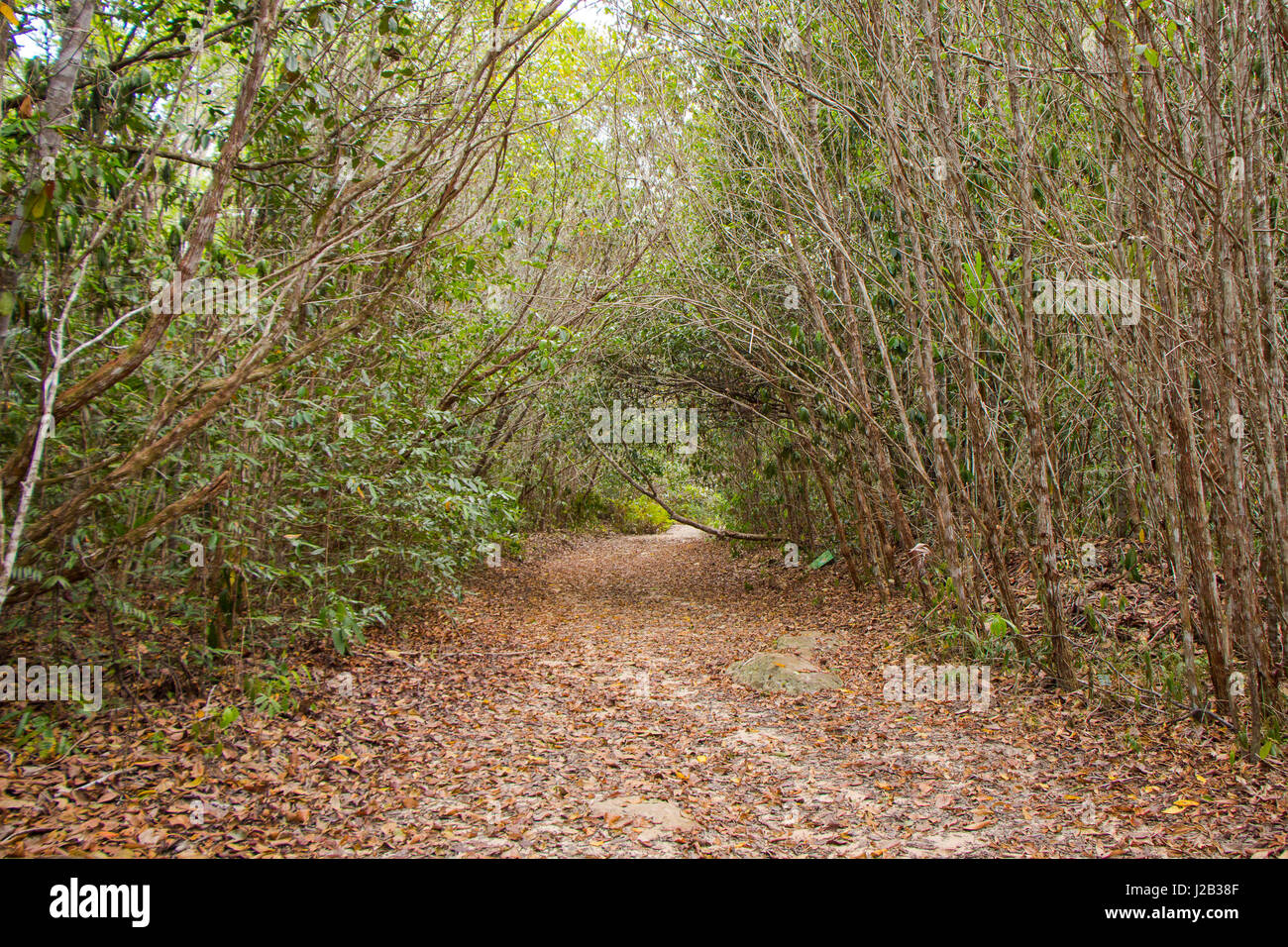 Trees tunnel over pathway, in the middle of the amazon forest, near