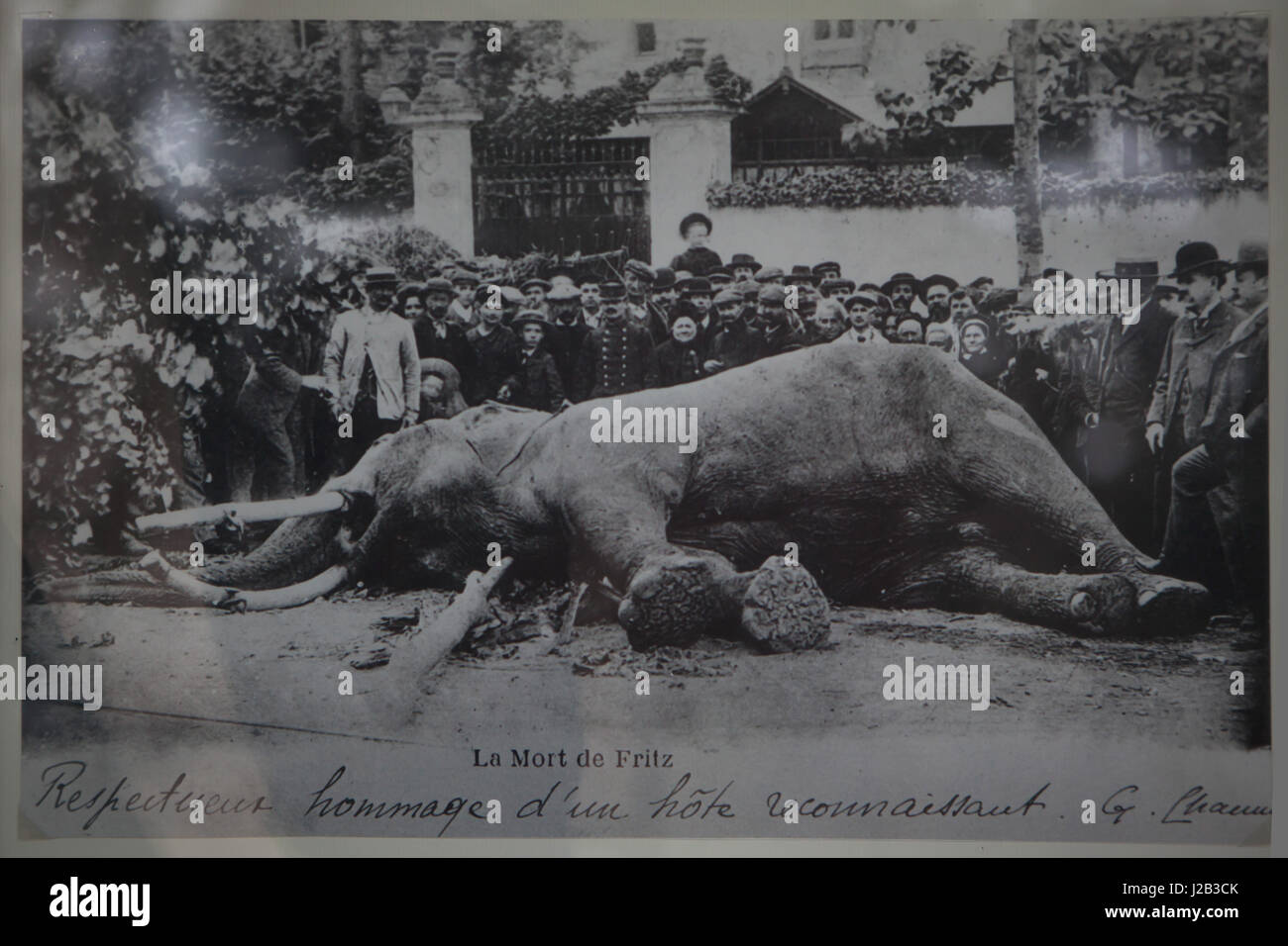 Dead elephant called Fritz pictured shortly after it was killed in Tours, France, on 11th June 1902. Indian elephant (Elephas maximus indicus) called Fritz served as a circus animal in the Barnum & Bailey Circus. The elephant was strangled due to aggressiveness during the Circus European Tour. The stuffed elephant is now displayed in the Musee des Beaux-Arts de Tours (Museum of Fine Arts) in Tours, Indre-et-Loire, France. Stock Photo