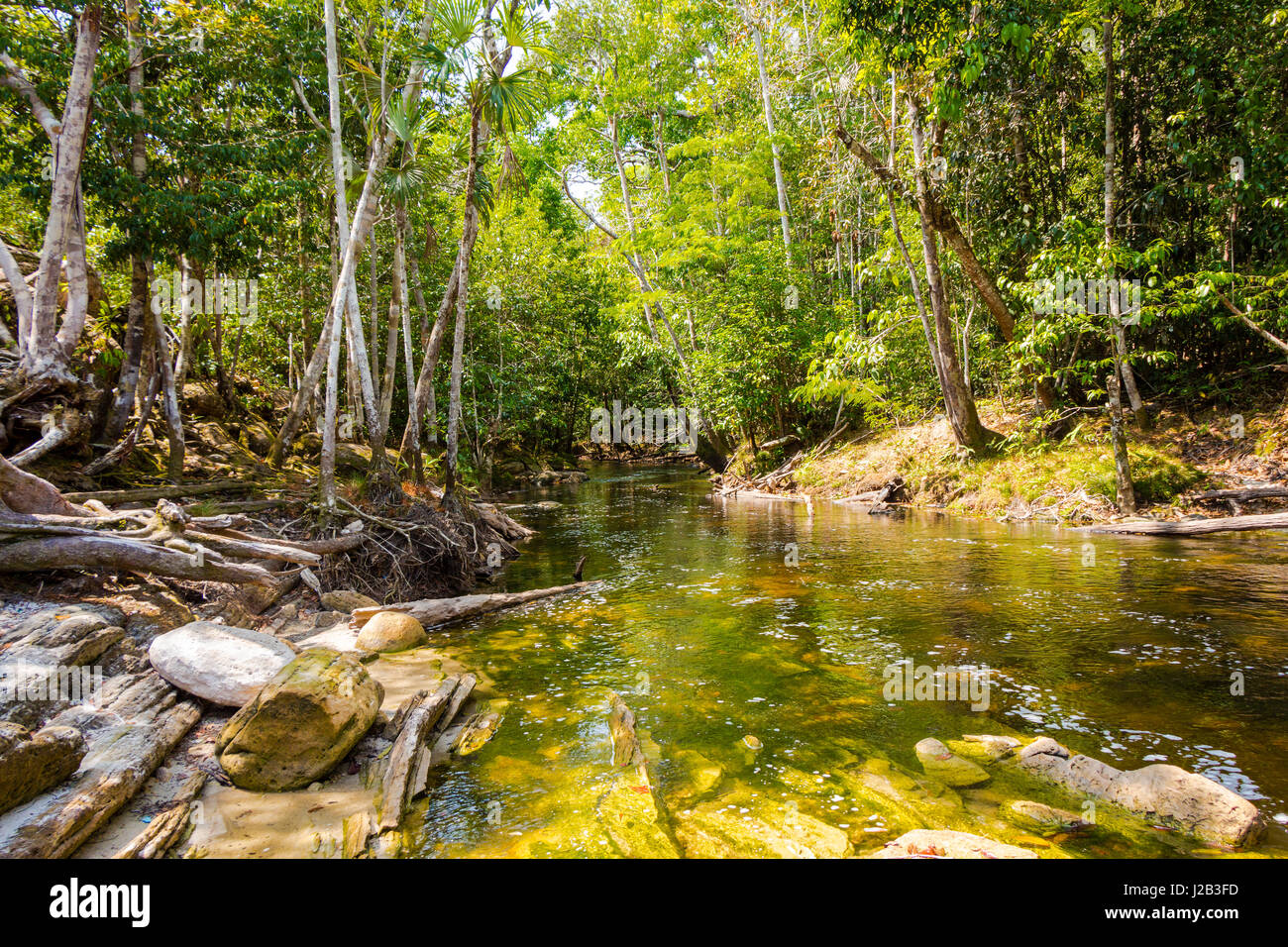 Small stream flows into the amazon forest, in Presidente Figueiredo, Amazonas, Brazil. Stock Photo