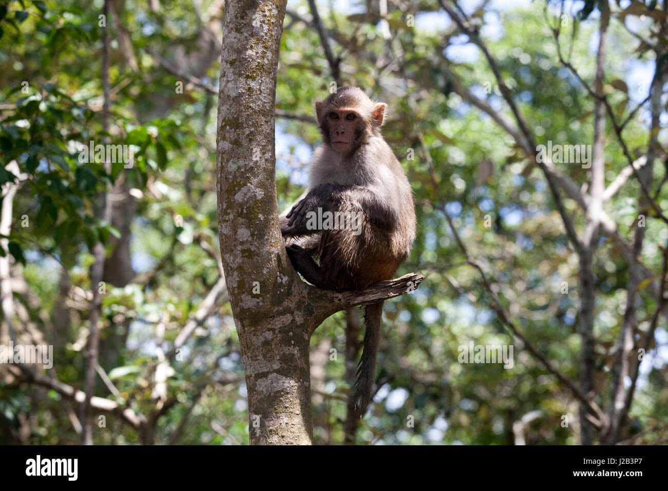 Bangladesh animal of monkey hi-res stock photography and images - Alamy