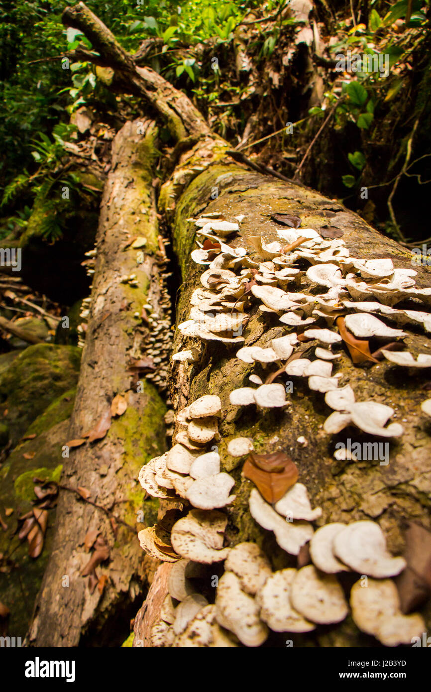 Wild mushrooms blooming from dead tree trunk, in the Amazon forest, Brazil. Stock Photo