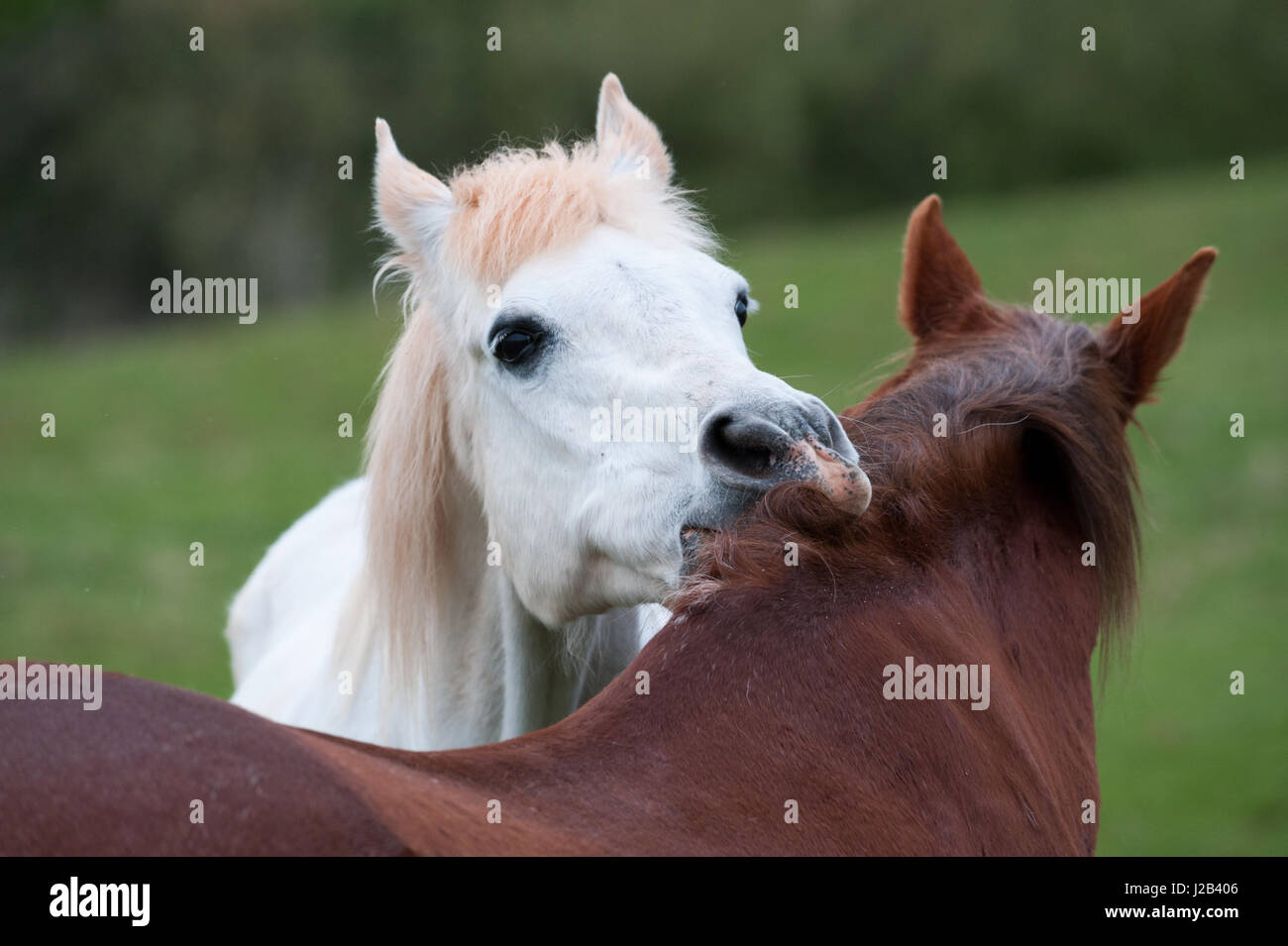two horses grooming each other Stock Photo Alamy