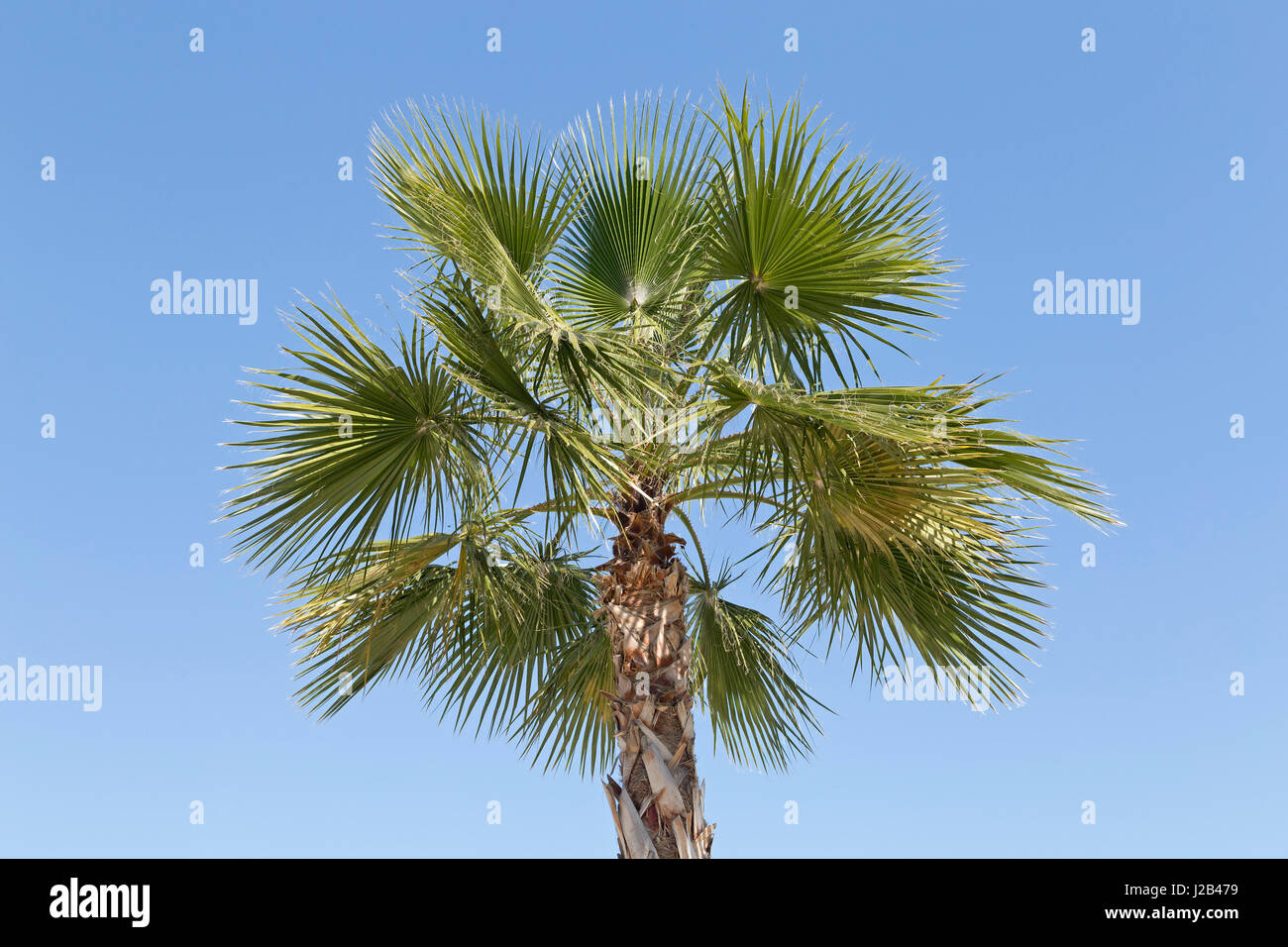 palm tree in Palma de Mallorca, Spain Stock Photo