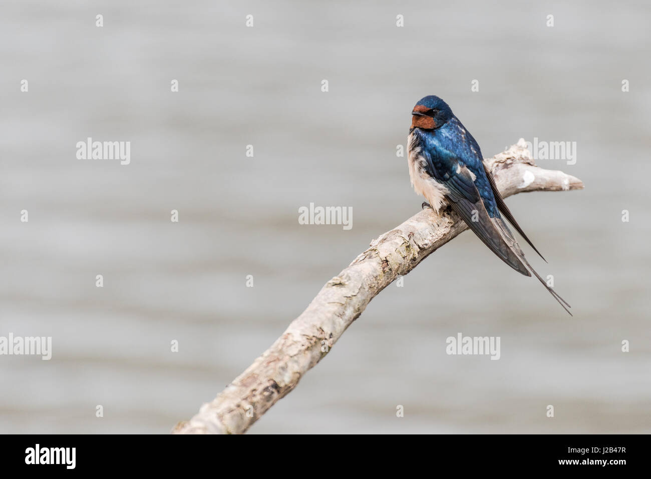 A barn swallow is resting on a branch above the water in the Oostvaardersplassen in the Netherlands. Stock Photo