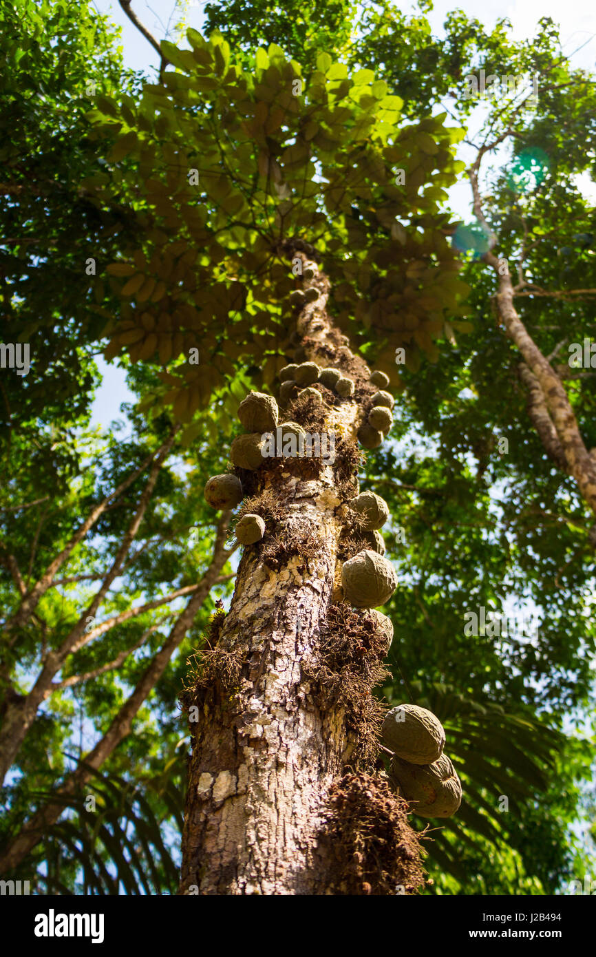 Wild Brazilian cocoa tree in the Amazon forest, Brazil. Stock Photo