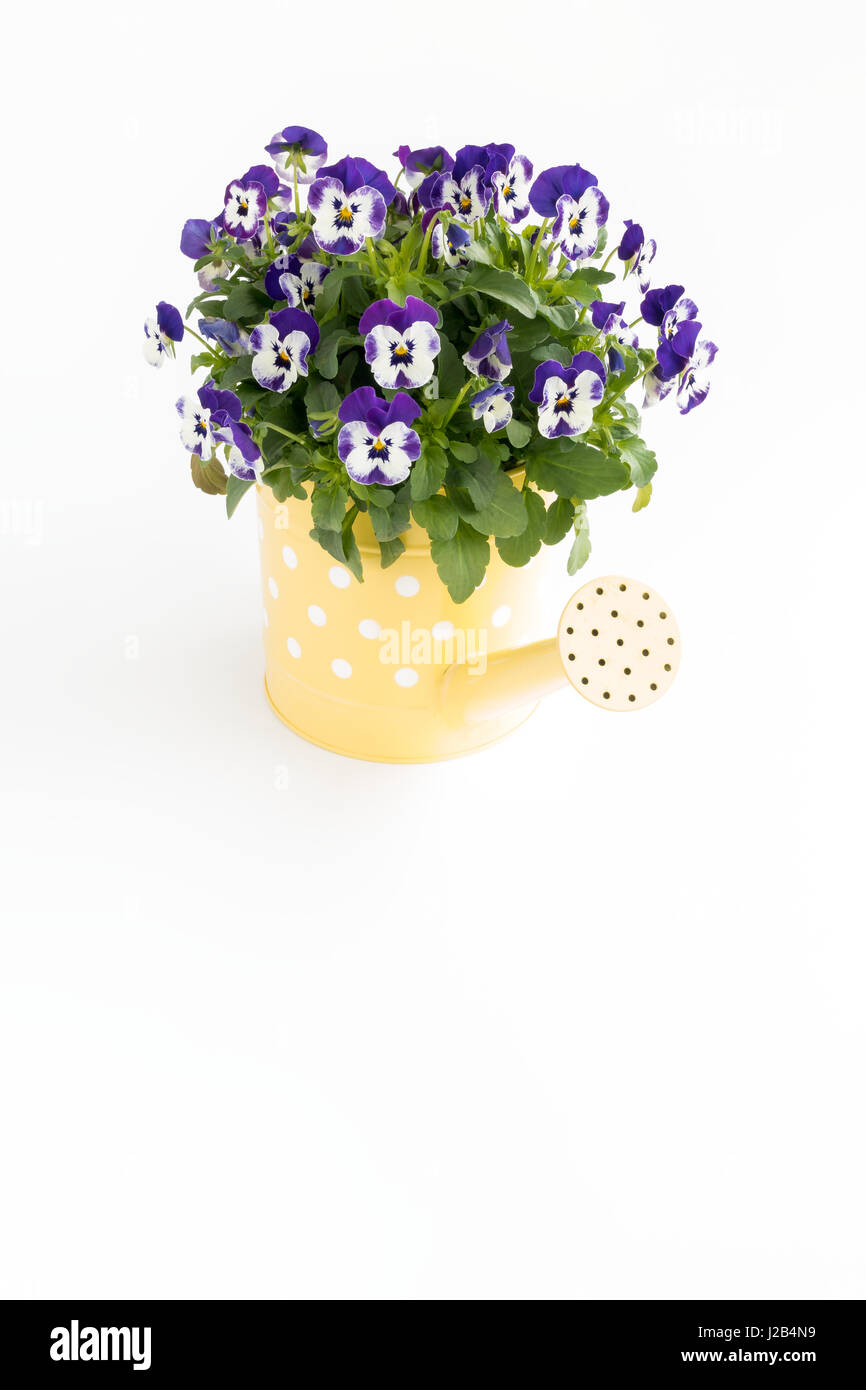 Purple pansy flowers in a yellow watering can with polka dots on white