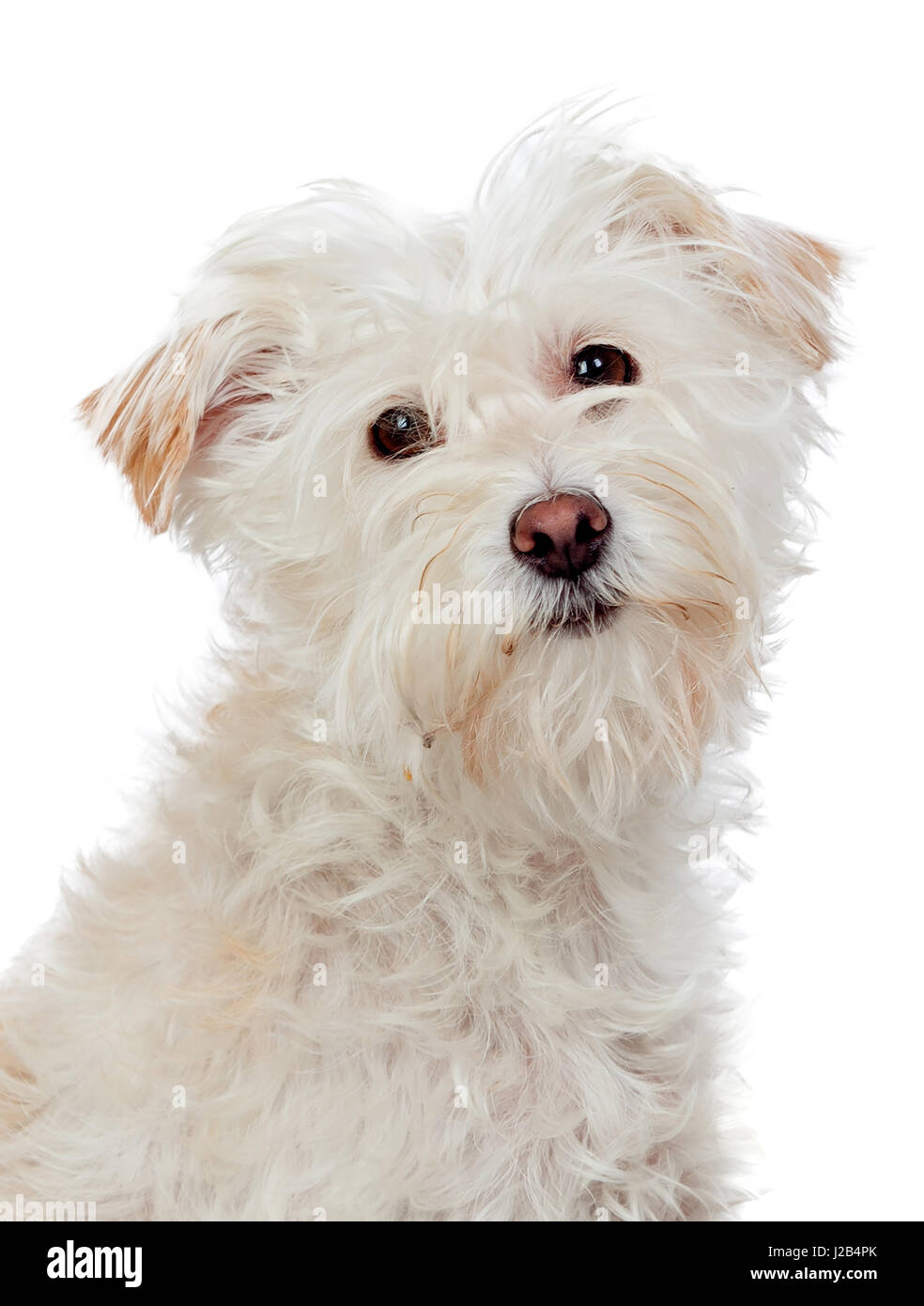 Beautiful white dog looking at camera isolated Stock Photo - Alamy