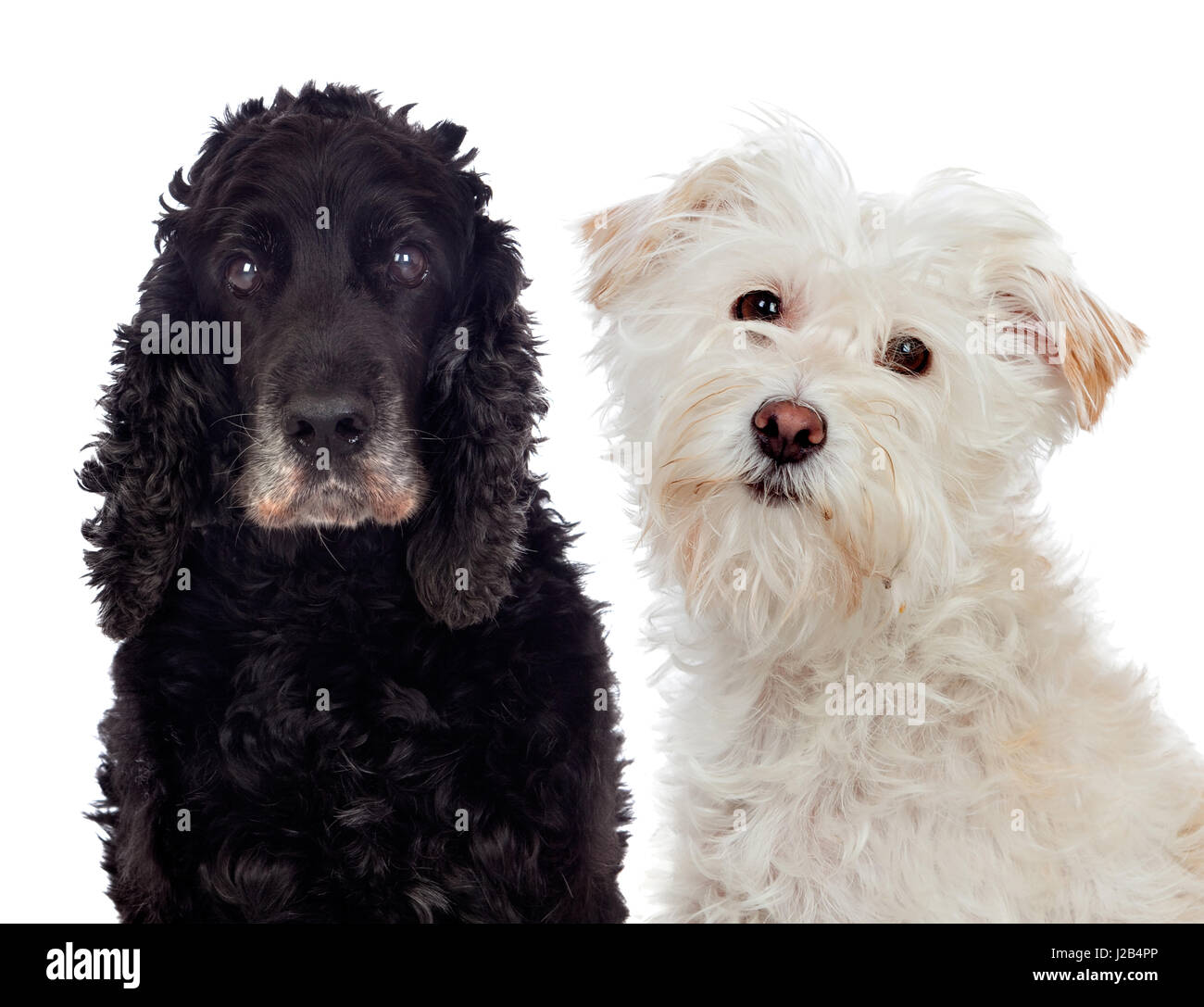 Black and white dogs looking at camera isolated Stock Photo - Alamy