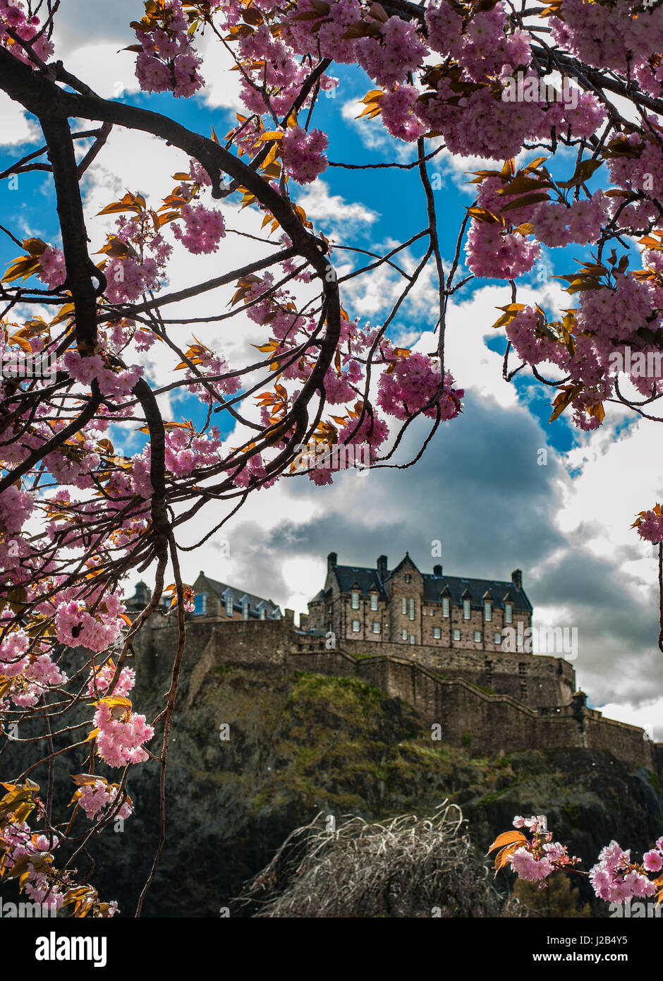 A view to Edinburgh Castle from pink trees blossom in Princess Gardens, Edinburgh, Scotland