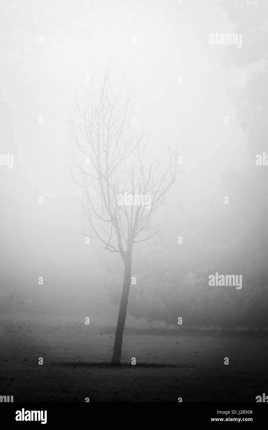 My Love Star Stock Photo - Alamy