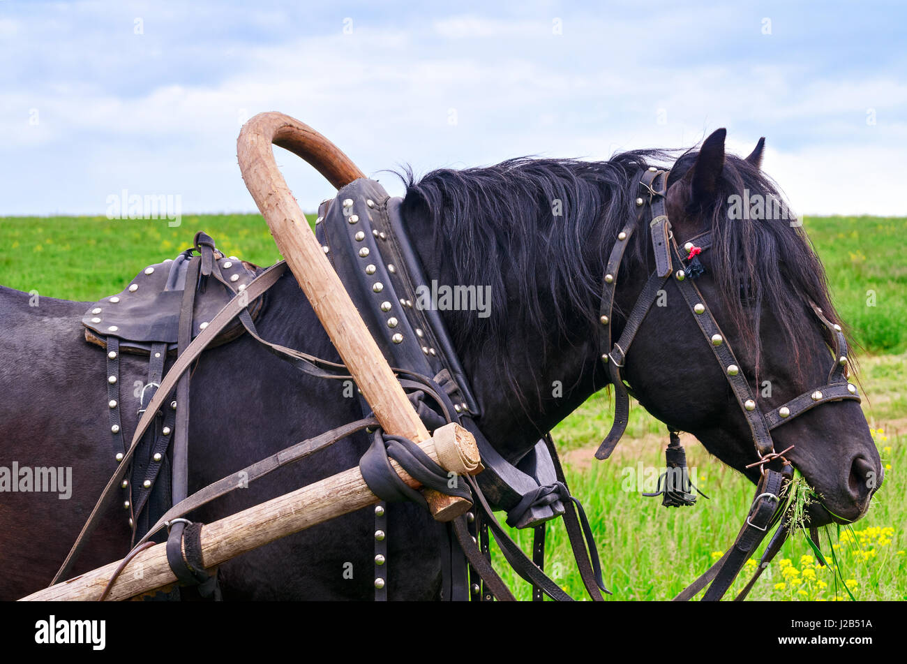 The working horse in harness Stock Photo