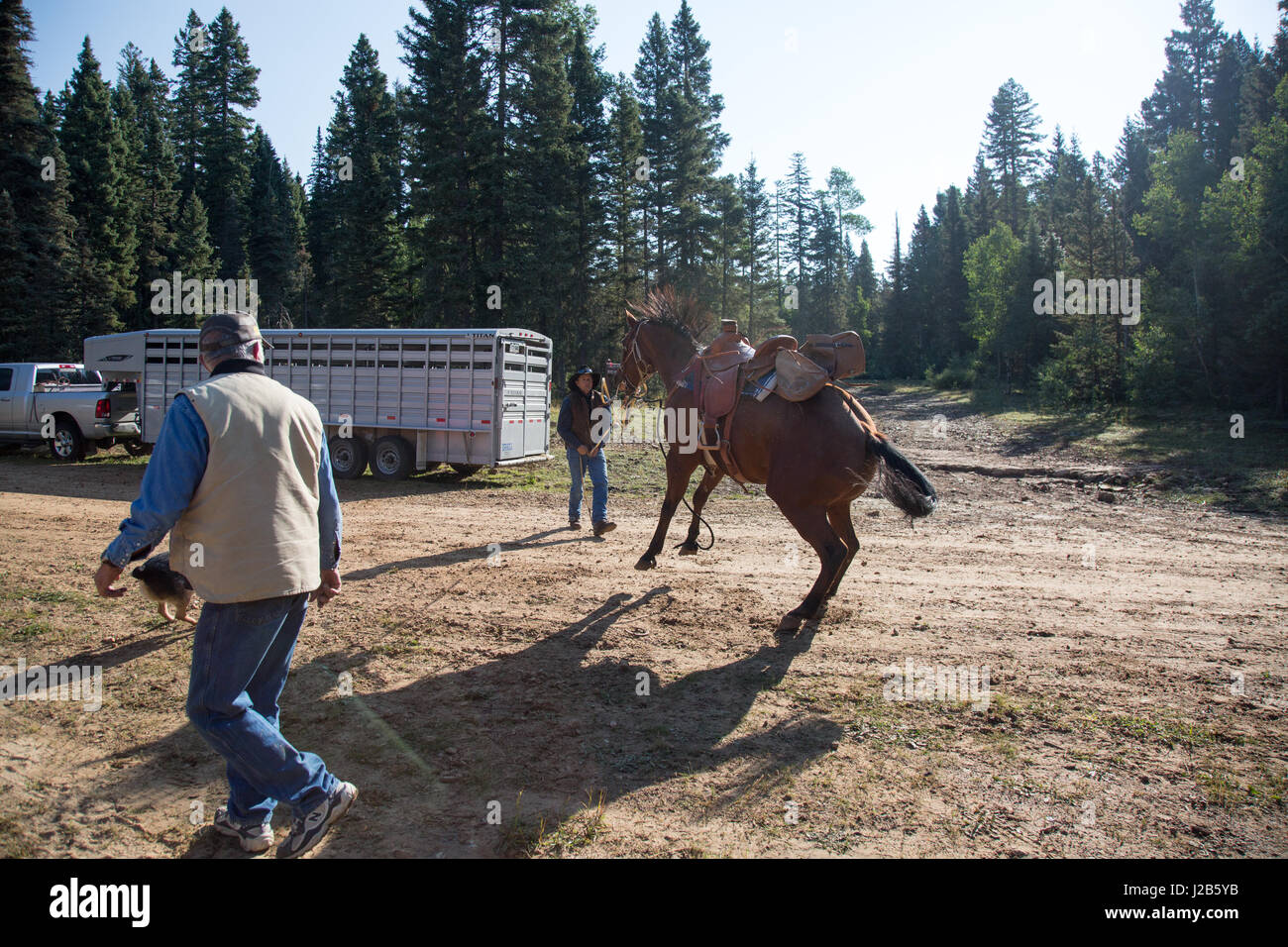 Horse gone wild Stock Photo