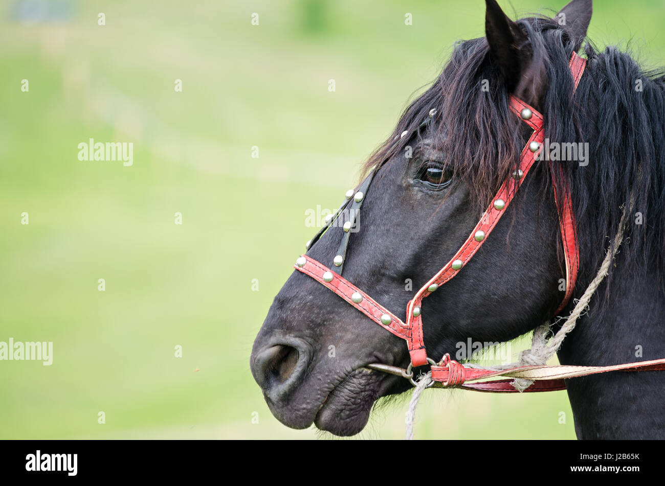 Old horse harness hi-res stock photography and images - Alamy