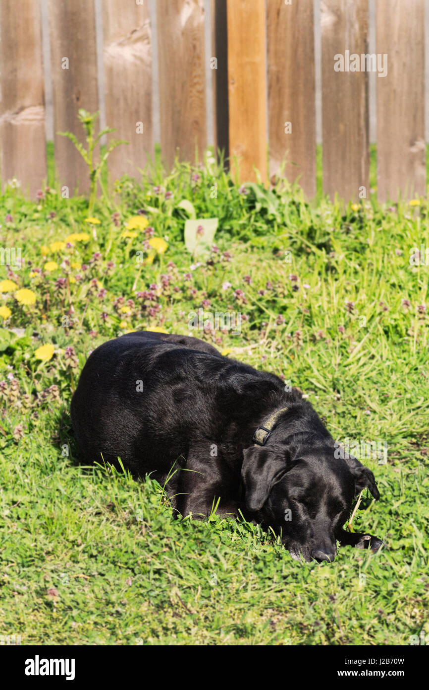 Older black dog sleeping in yard Stock Photo - Alamy