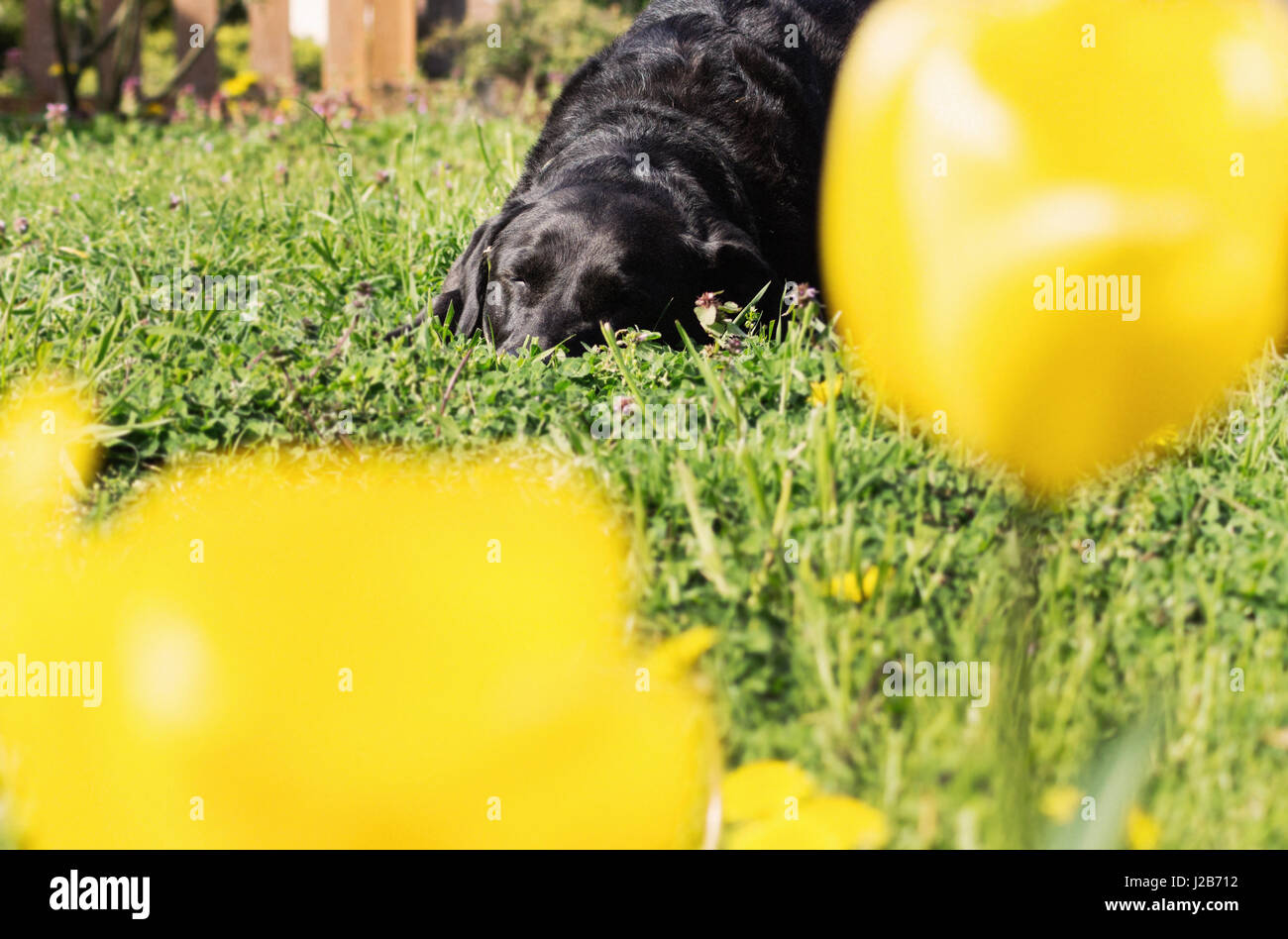 Older black dog sleeping in yard.with yellow tulips in foreground. Stock Photo