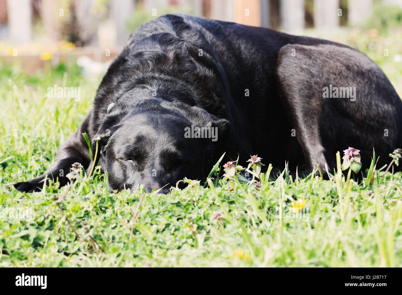 Older black dog sleeping in yard Stock Photo - Alamy
