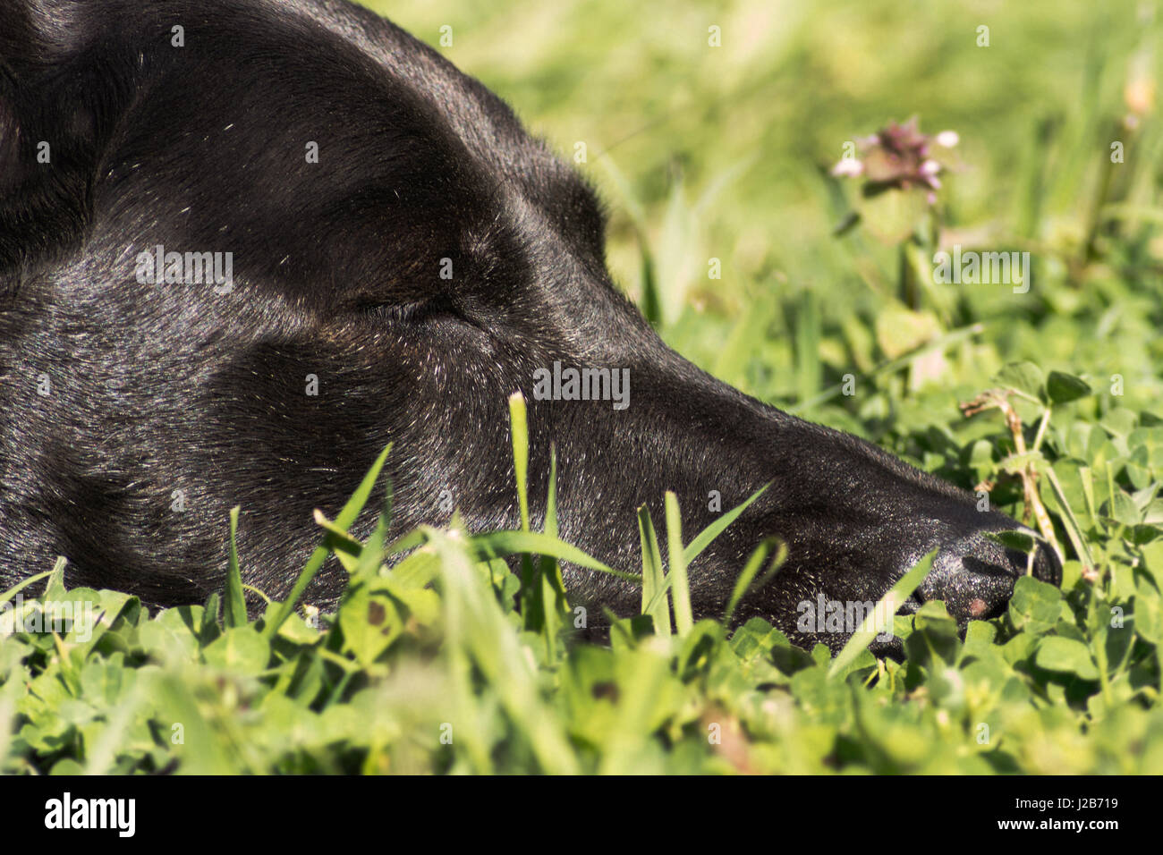 Older black dog sleeping in yard Stock Photo - Alamy