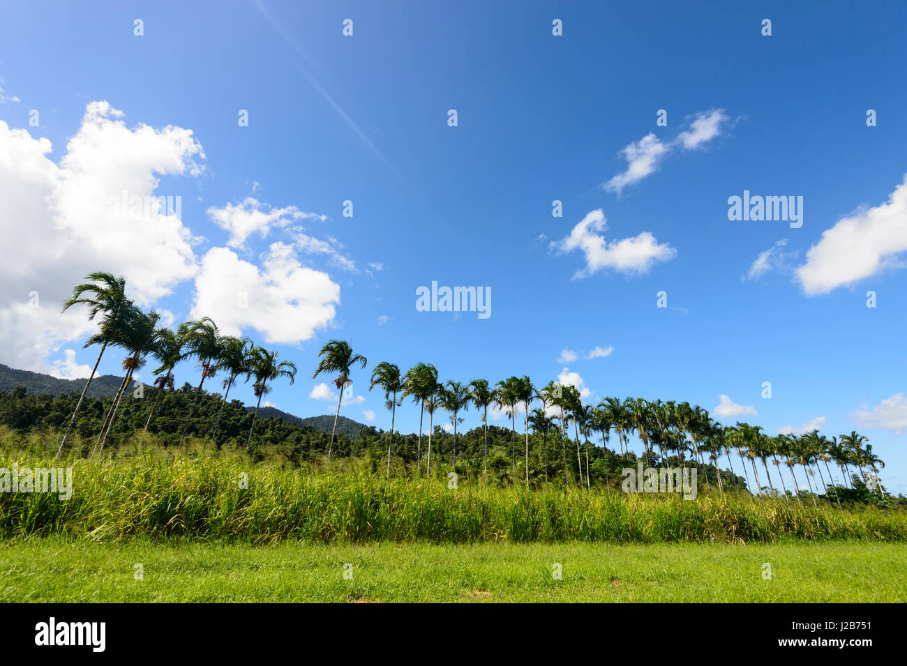 Row of Palmtrees near the rural town of Babinda, Far North Queensland, QLD, Australia Stock Photo