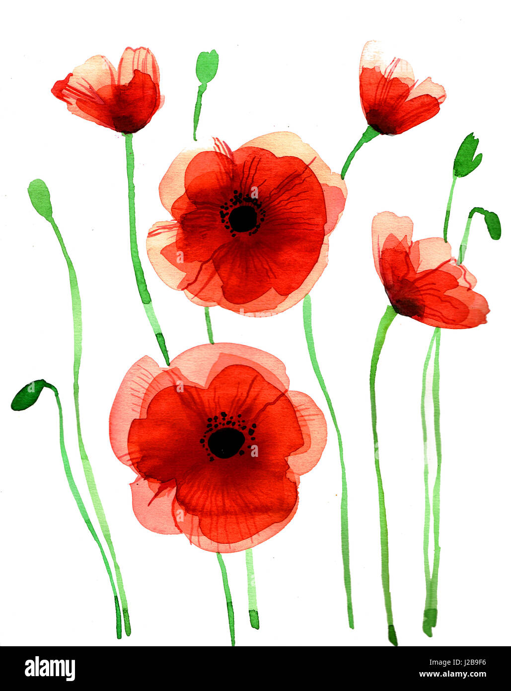 Watercolor poppies High Resolution Stock Photography and Images - Alamy