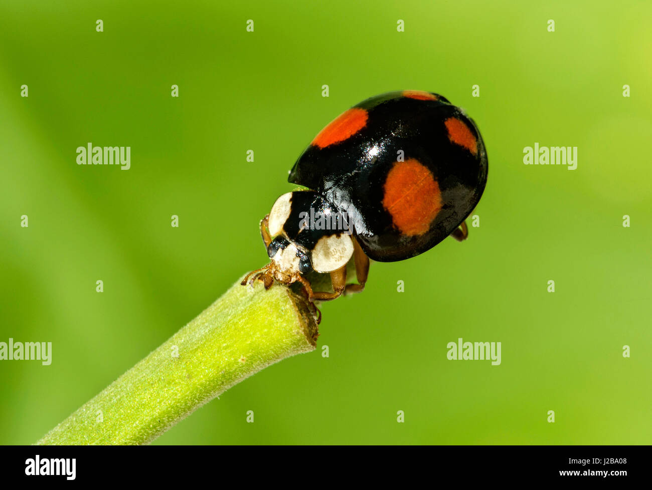 Asian ladybeetle (Harmonia axyridis), Switzerland Stock Photo