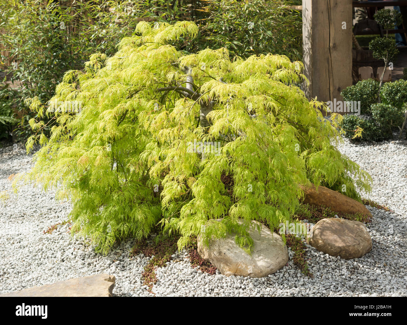 Japanese Maple - Acer palmatum dissectum 'Viridis' Stock Photo