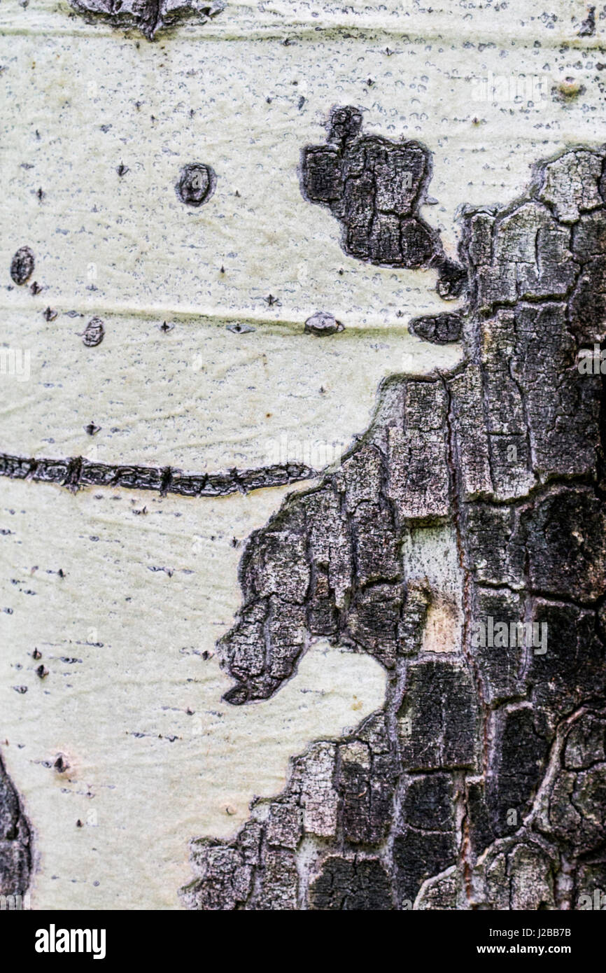 A macro shot of Aspen bark on an aspen tree. Stock Photo