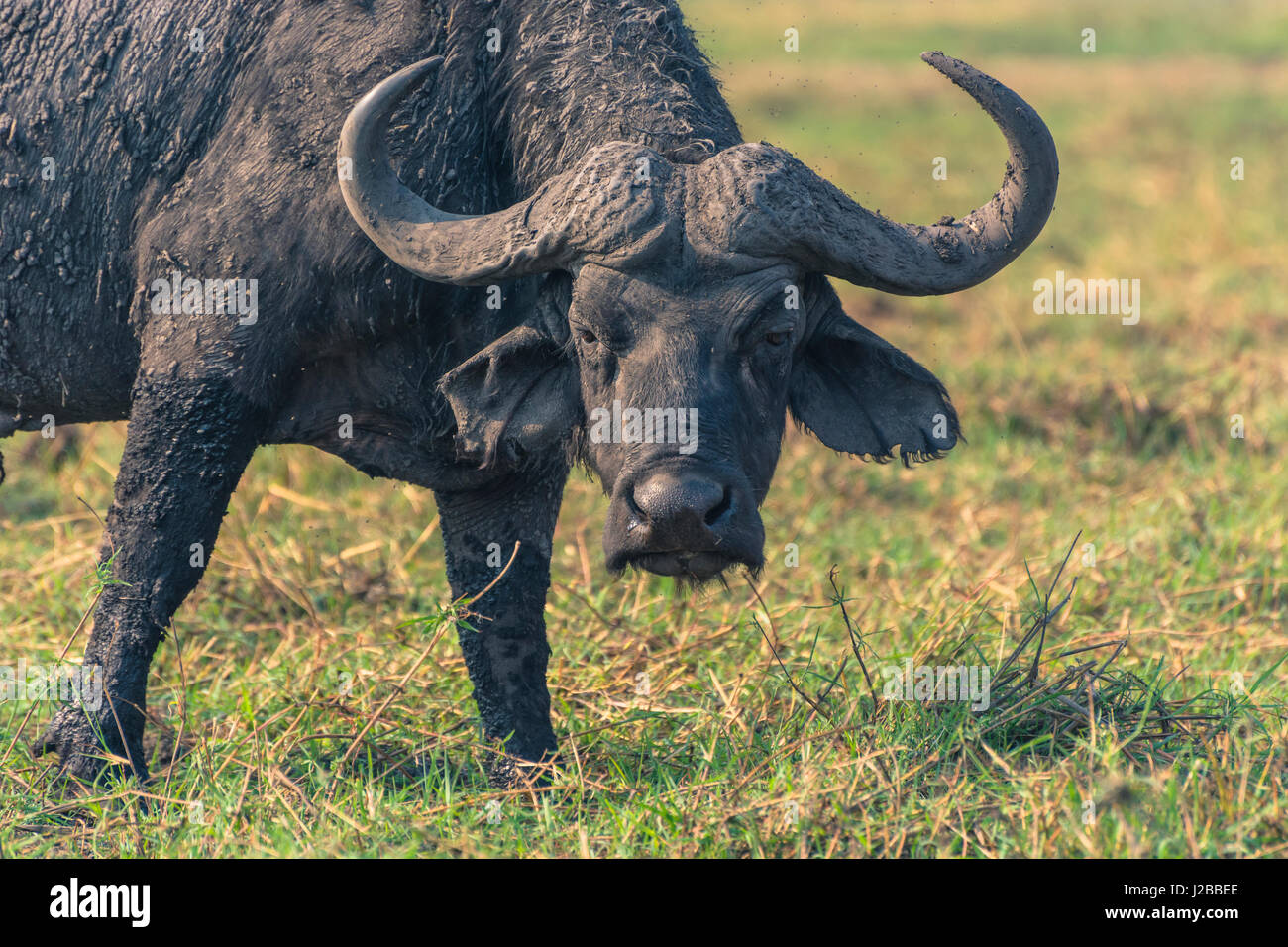 Botswana. Chobe National Park. Old male Cape Buffalo (Syncerus caffer) on the shore of the Chobe river. Stock Photo