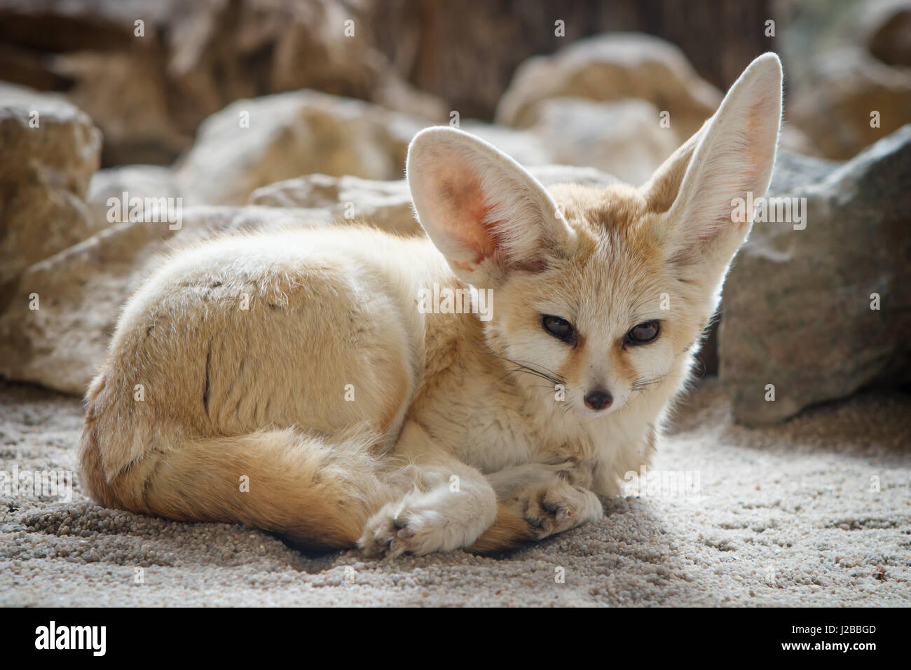 Closeup of a Fennec fox (Vulpes zerda Stock Photo Alamy