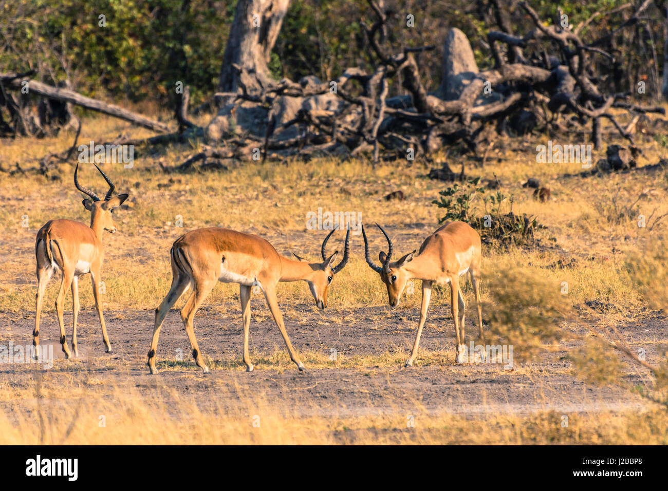Botswana. Okavango Delta. Khwai concession. Impala (Aepyceros melampus) sparring. Stock Photo