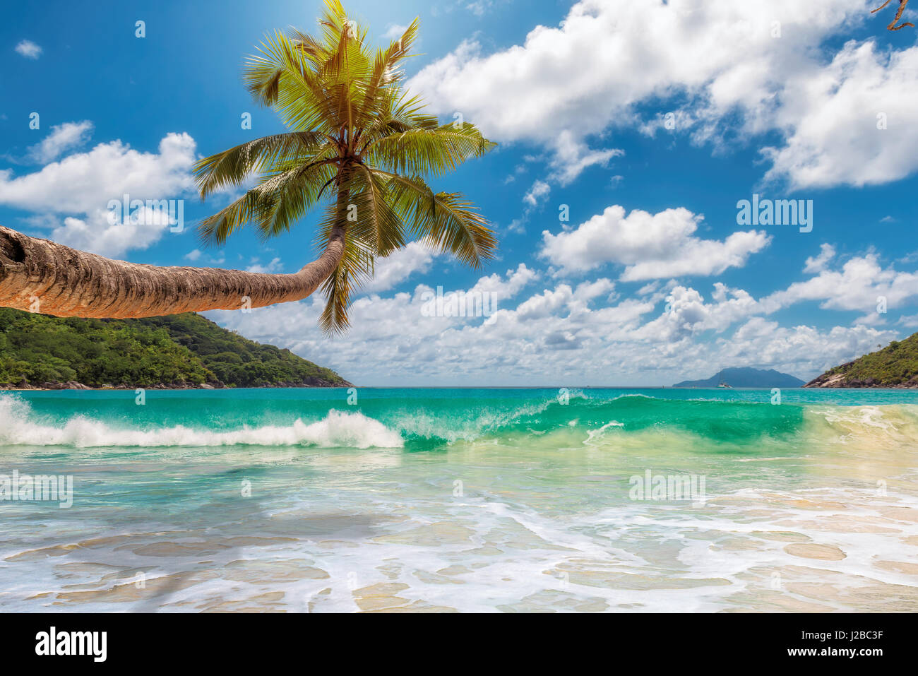 Tropical ocean beach with coconut palm tree in bright sunny day. Stock Photo