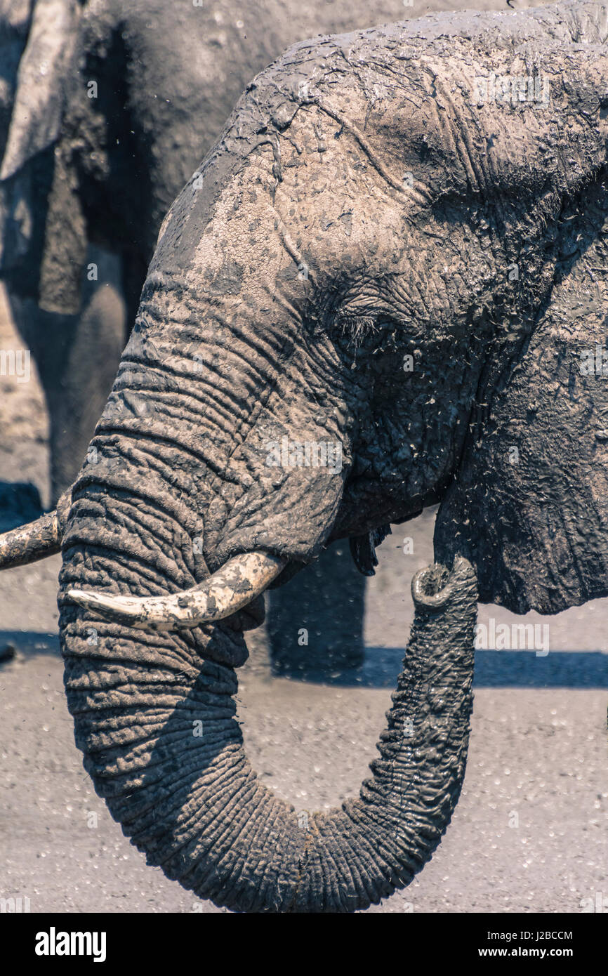 Botswana. Chobe National Park. Savuti. Elephants (Loxodonta africana