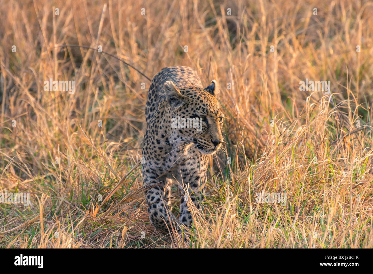Botswana. Okavango Delta. Khwai Concession. Female leopard (Panthera pardus) in the tall grass. Stock Photo
