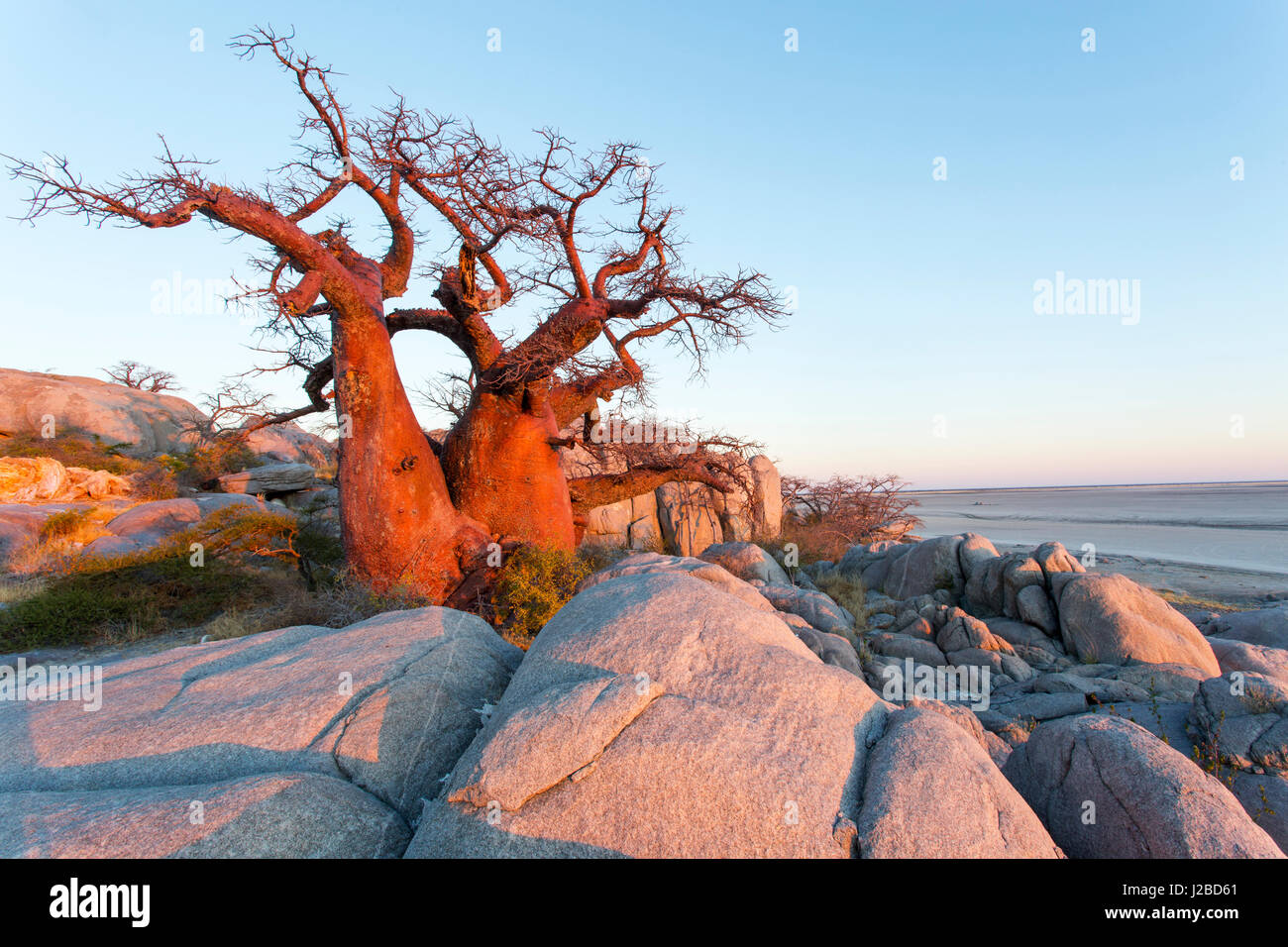 Africa, Botswana, Morning sun lights Baobab trees growing atop dry granite outcrop of Kubu Island in Makgadikgadi Pan within Kalahari Desert Stock Photo