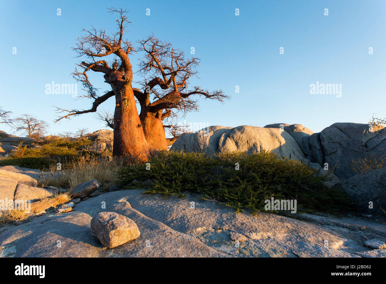 Africa, Botswana, Morning sun lights Baobab trees growing atop dry granite outcrop of Kubu Island in Makgadikgadi Pan within Kalahari Desert Stock Photo