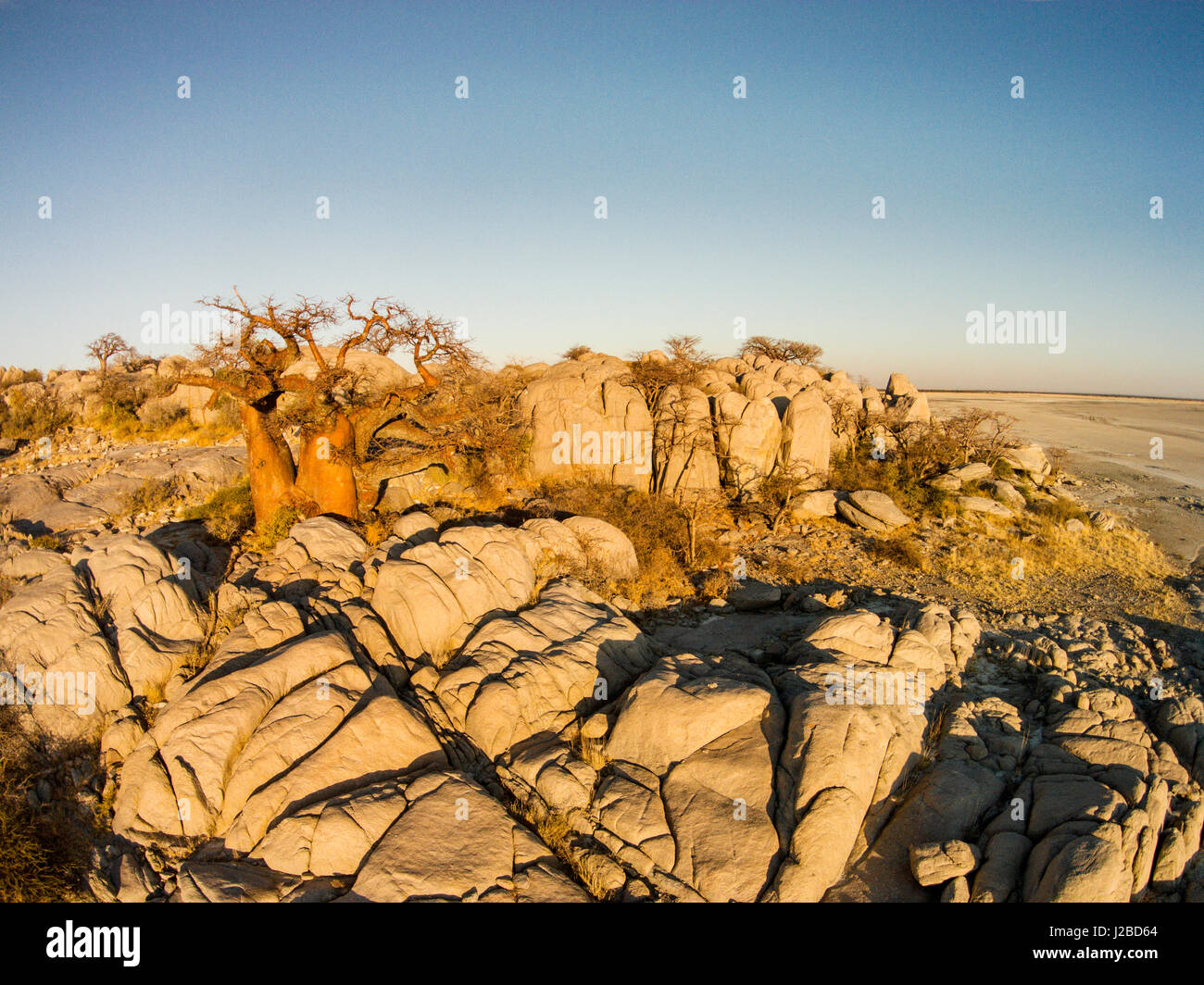 Africa, Botswana, Aerial view of sunset light on Baobab trees atop dry granite outcrop of Kubu Island in Makgadikgadi Pan within Kalahari Desert Stock Photo