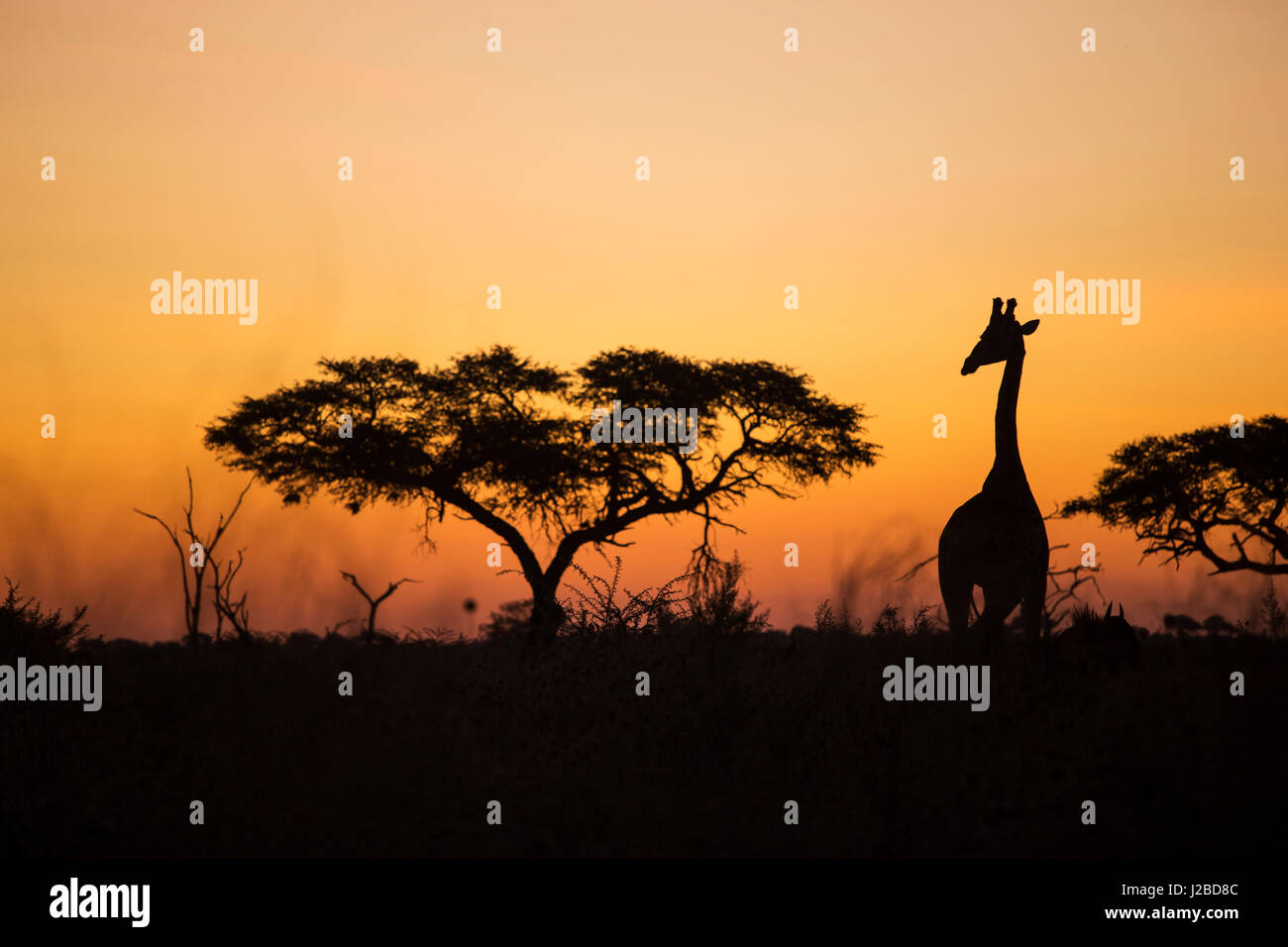 Africa, Botswana, Chobe National Park, Silhouette of Giraffe (Giraffa ...